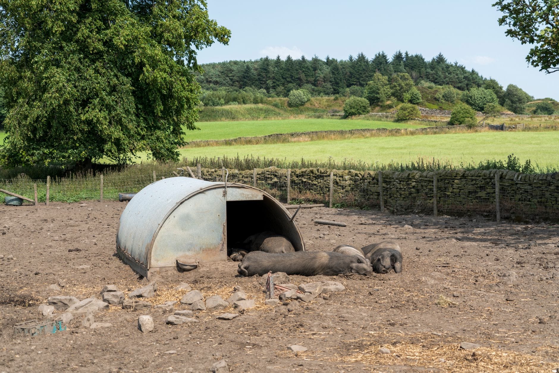 A pig ark in a field
