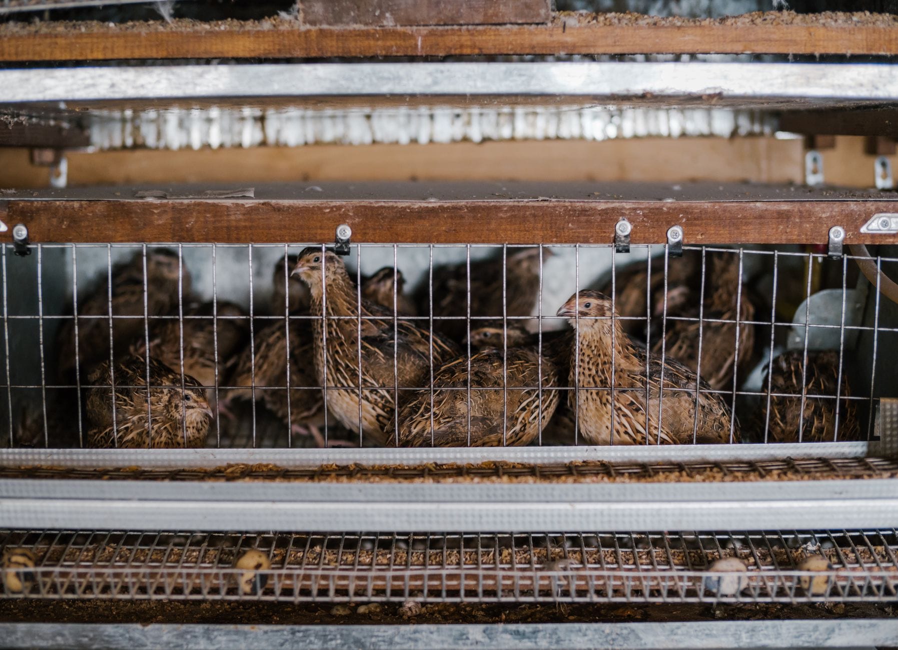 Quail in their hutches