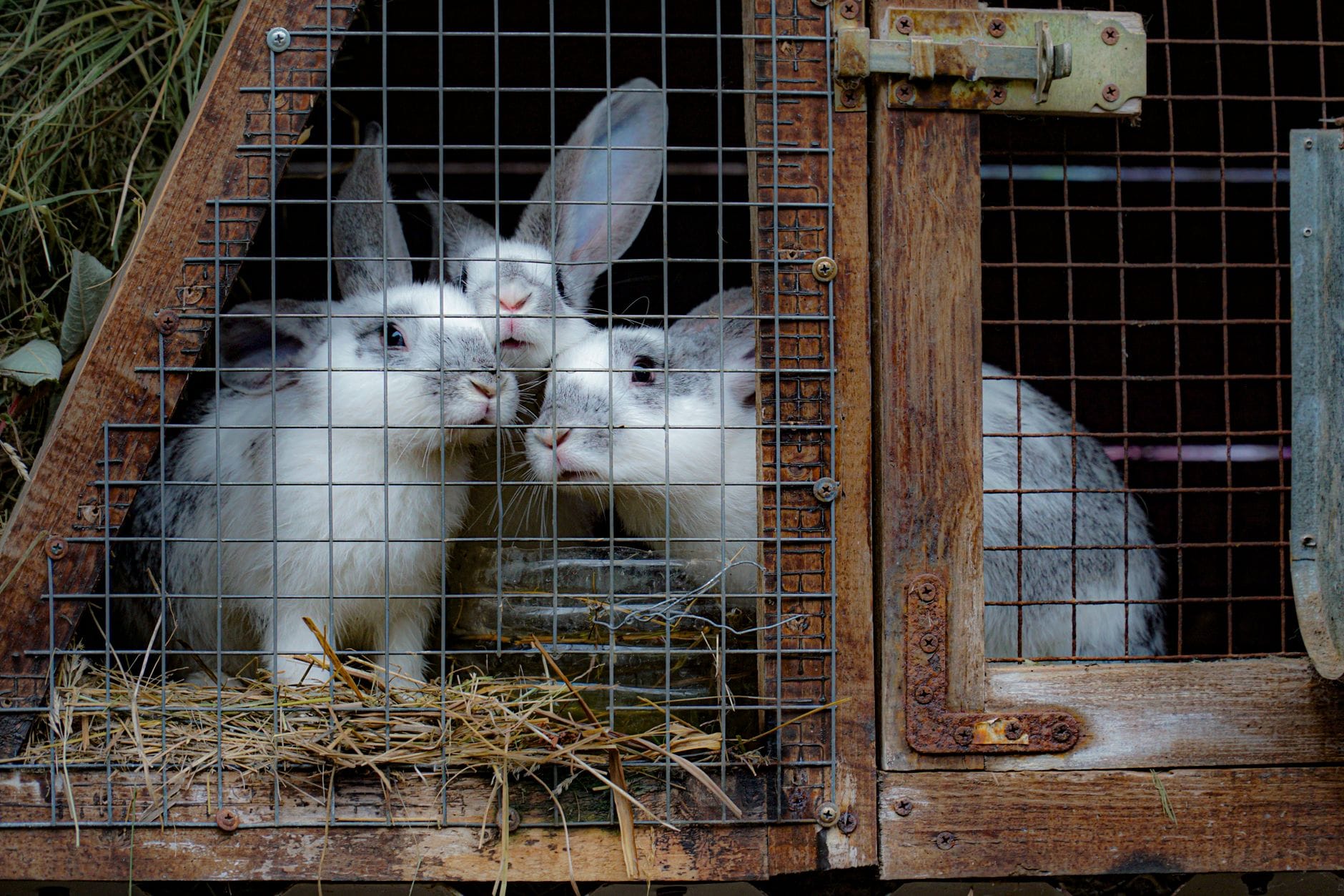 Meat rabbits in a wooden hutch