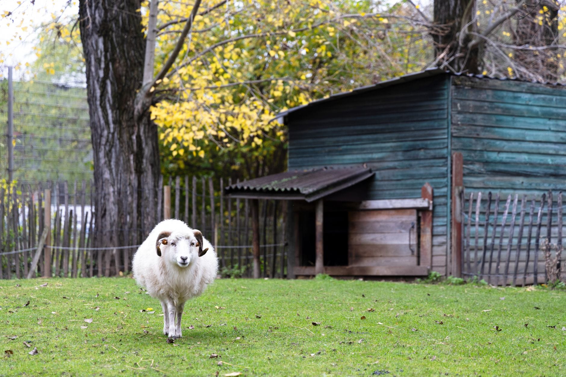 A sheep beside a field shelter