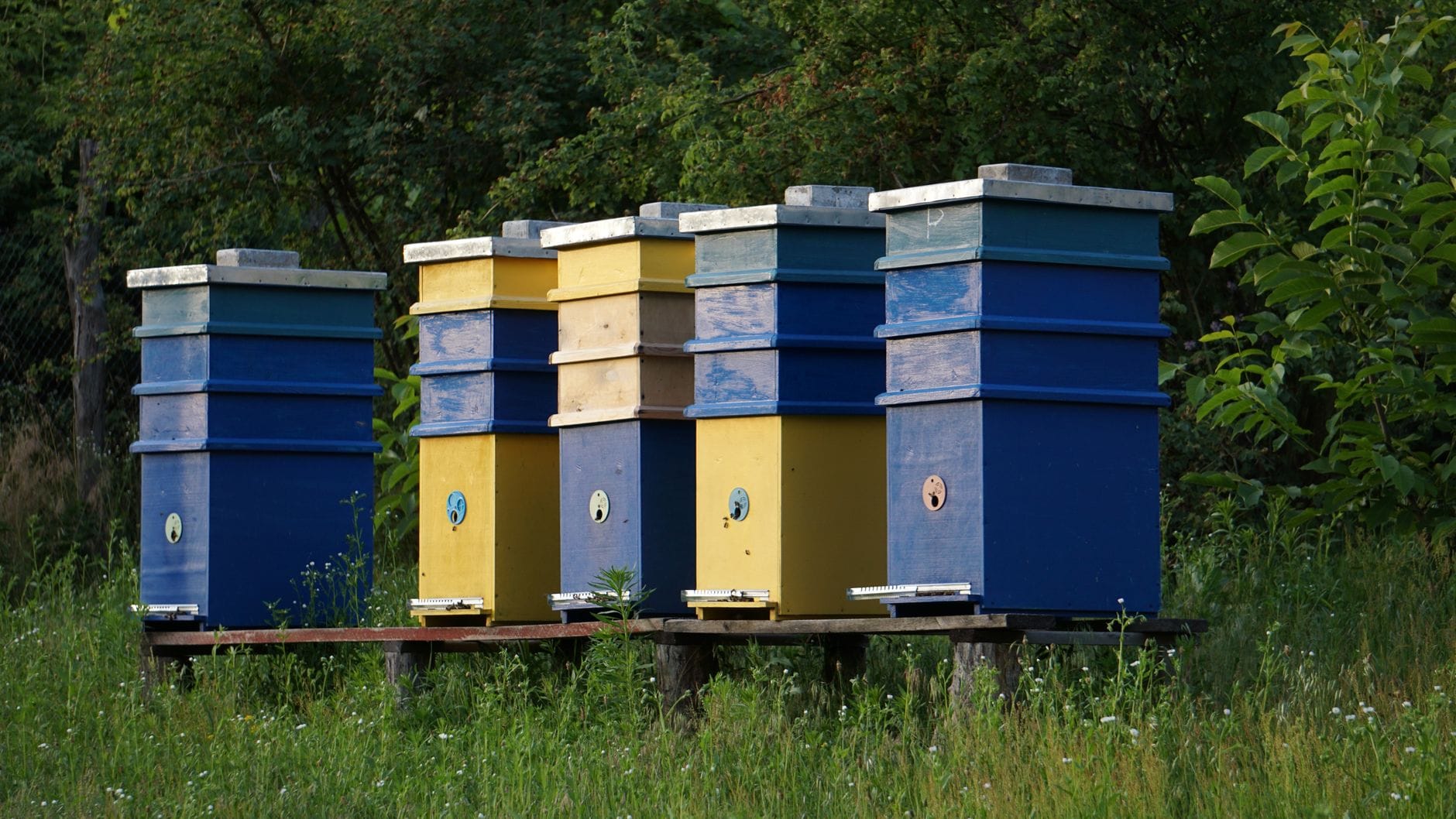 A row of different beehives in an apiary