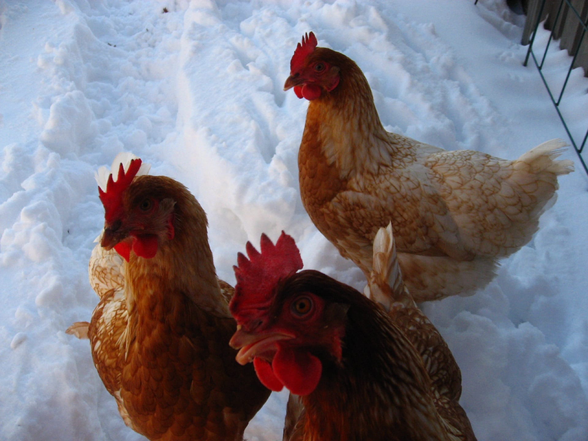 Hens standing in fresh snow in winter
