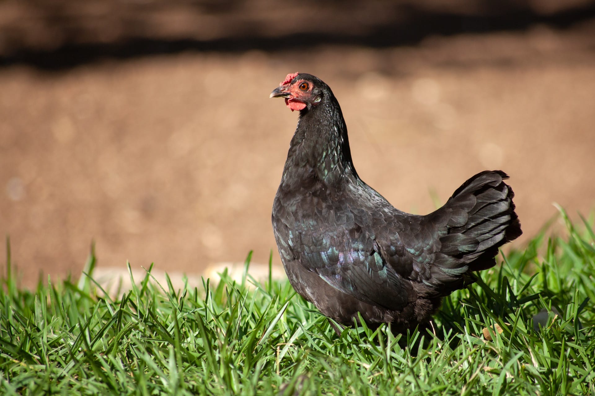 A black hen foraging on bright green grass