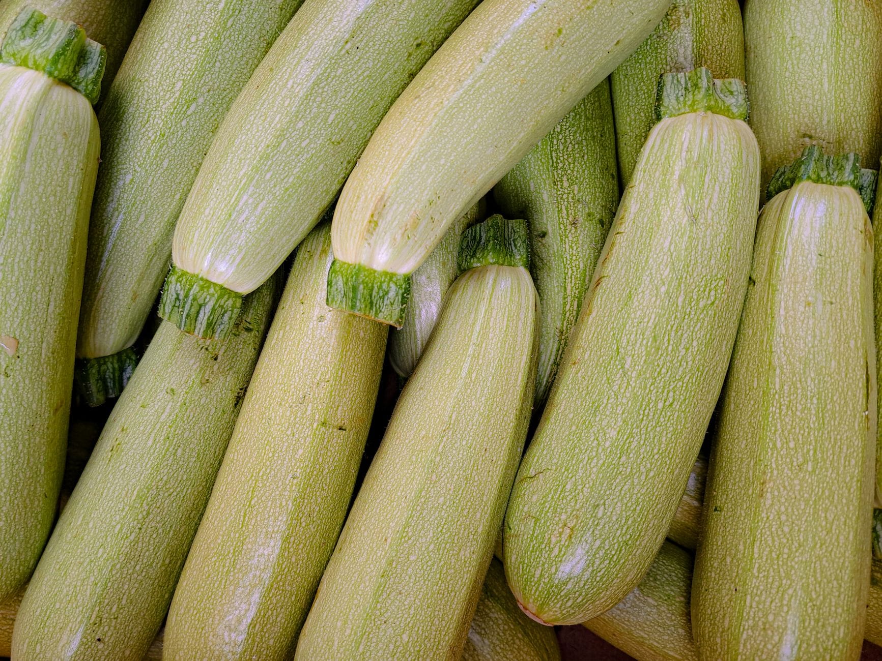 A glut of freshly picked courgettes