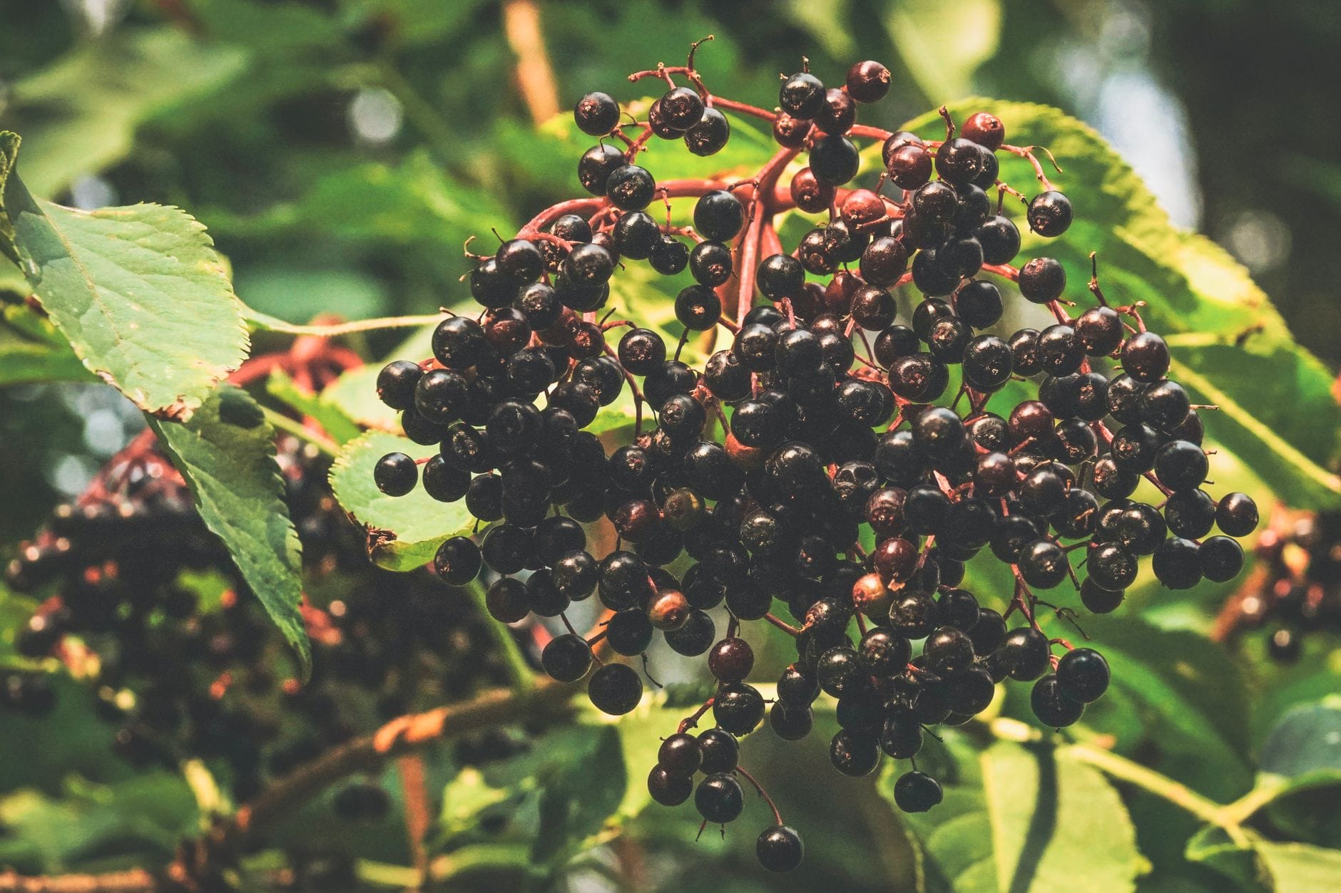 Ripe elderberries on the bush