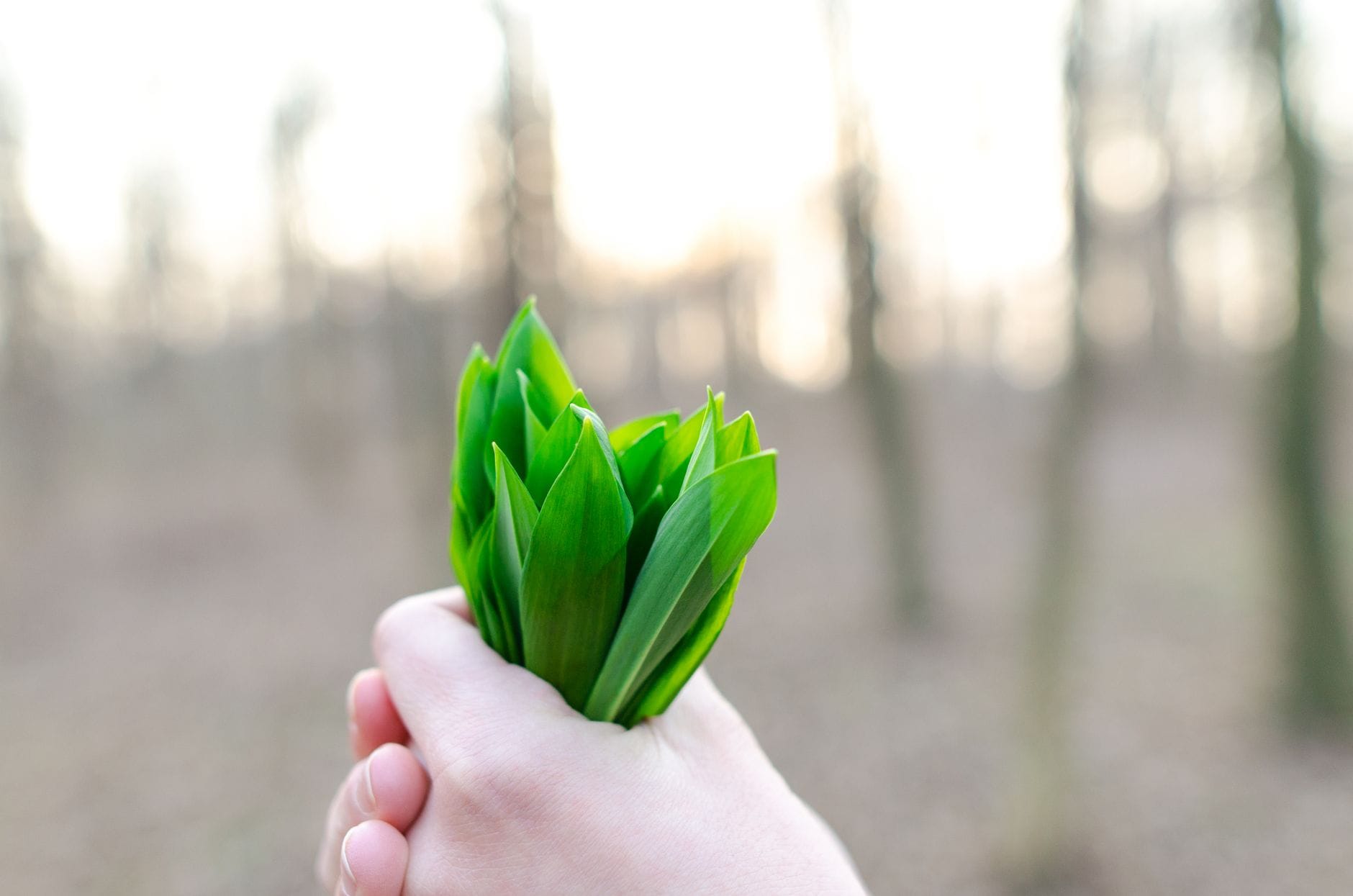 Foraged wild garlic leaves
