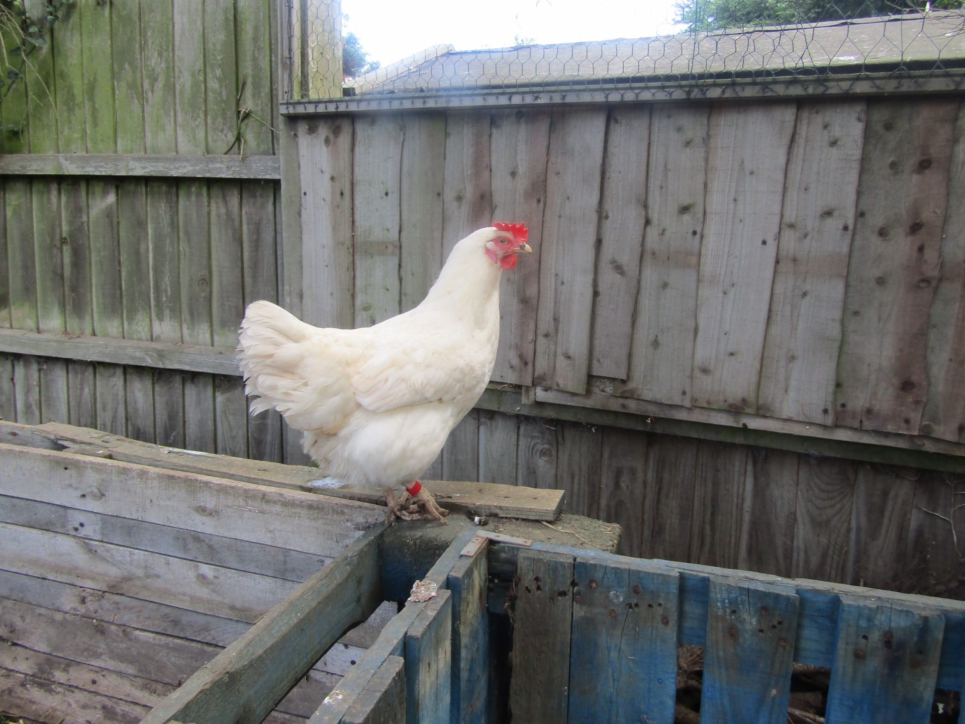A white Leghorn hen with a large single comb by a garden fence in Norfolk