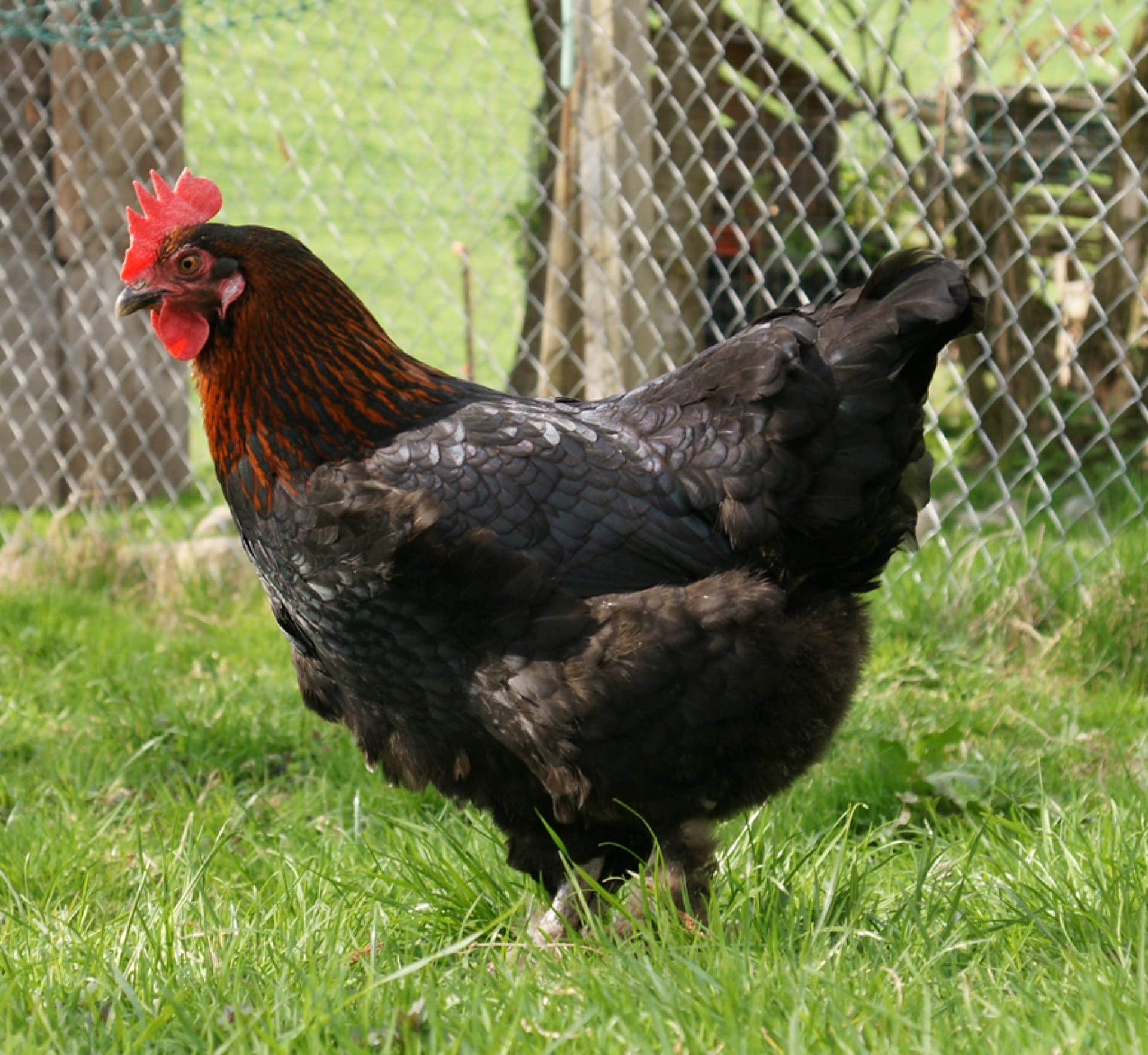 A black-copper Marans hen with a glossy black body and copper neck on grass