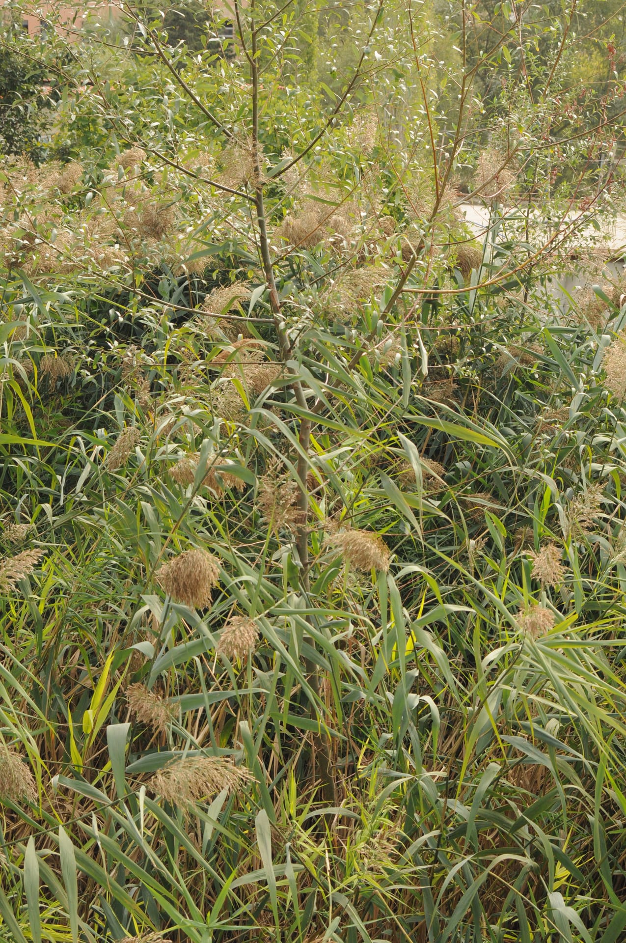 Common reeds growing in a reed bed