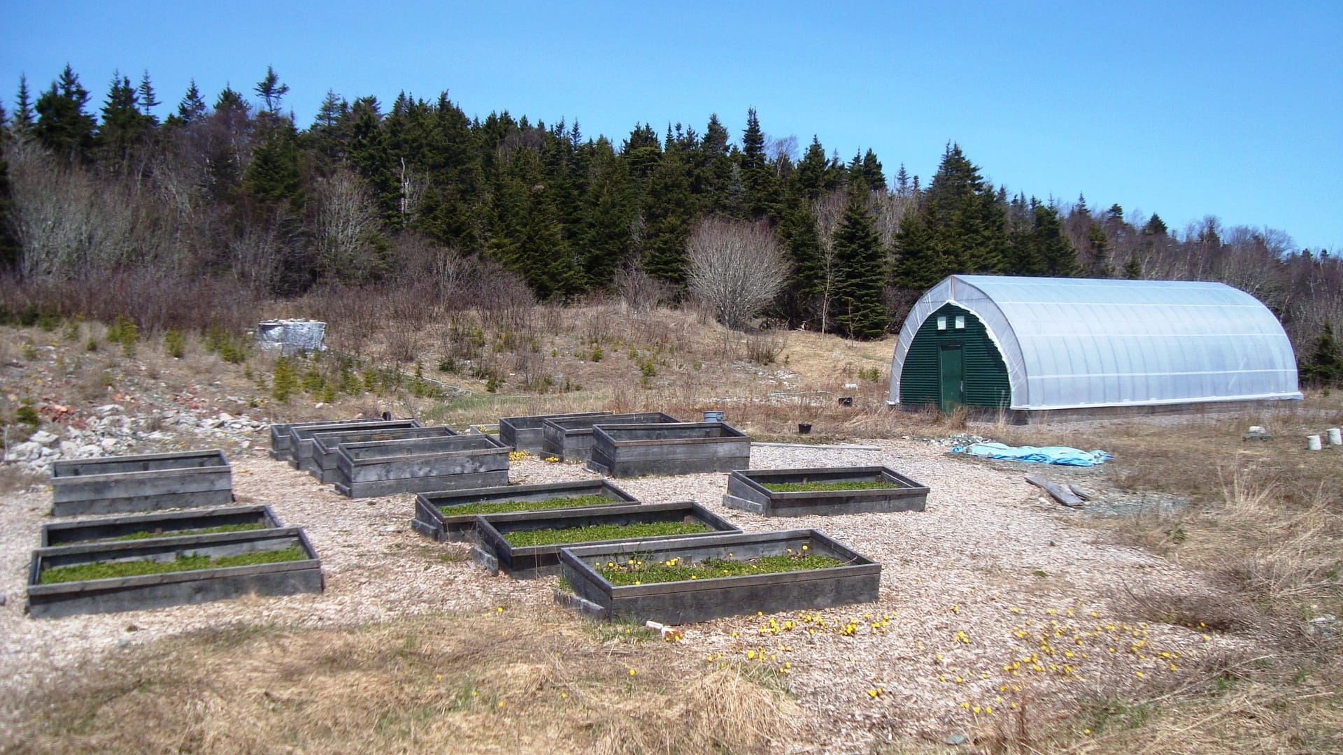 A polytunnel and raised beds on a low-impact smallholding