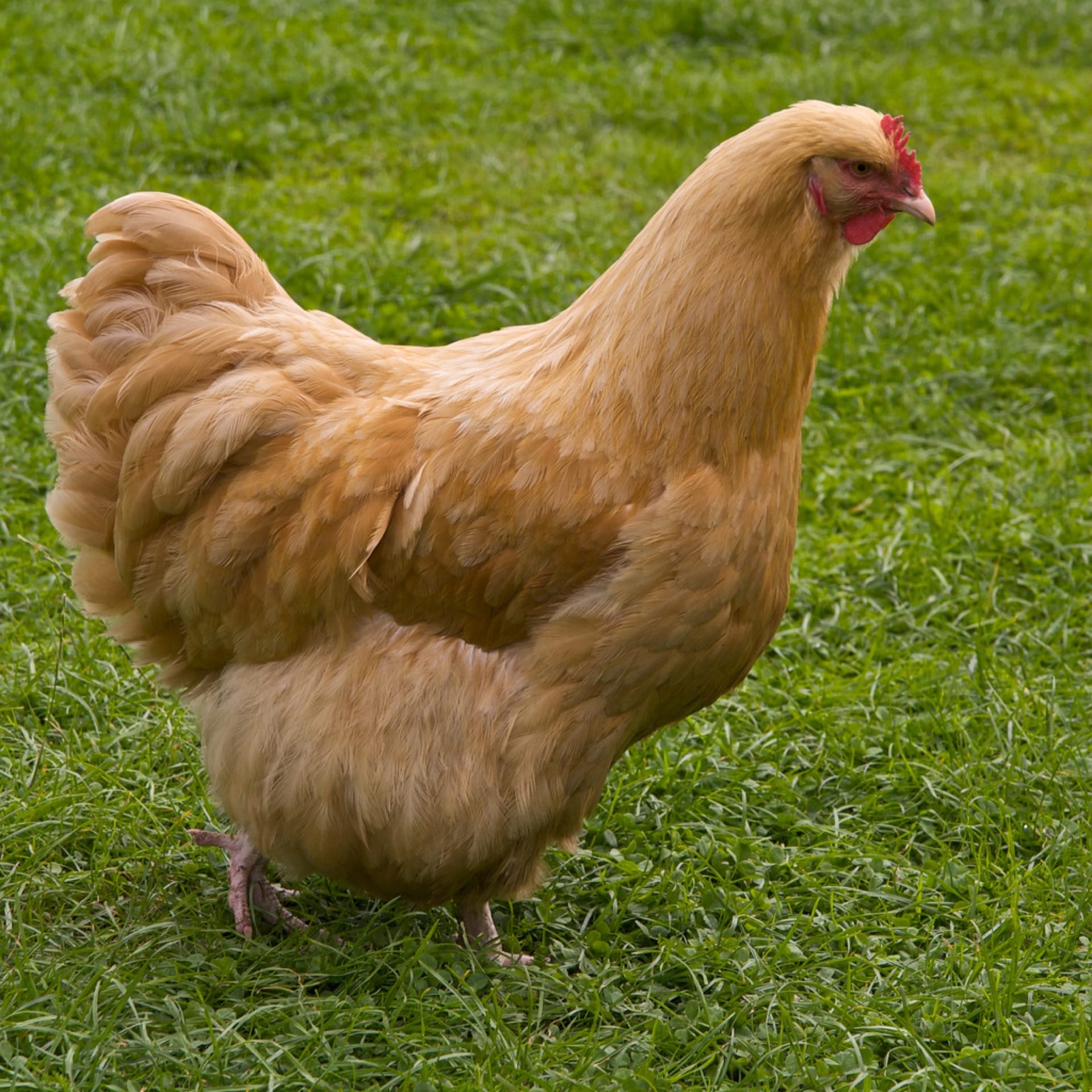 A buff Orpington hen with deep, fluffy golden plumage standing on grass