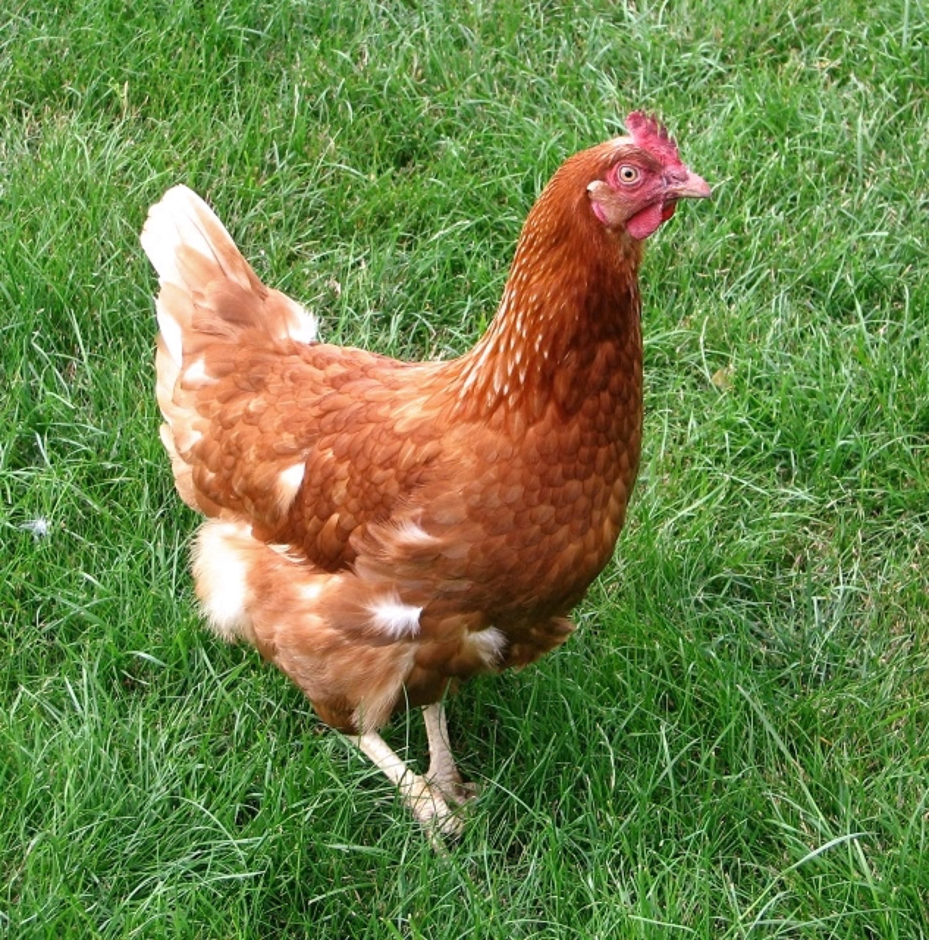 A Rhode Island Red hen on grass in a UK garden