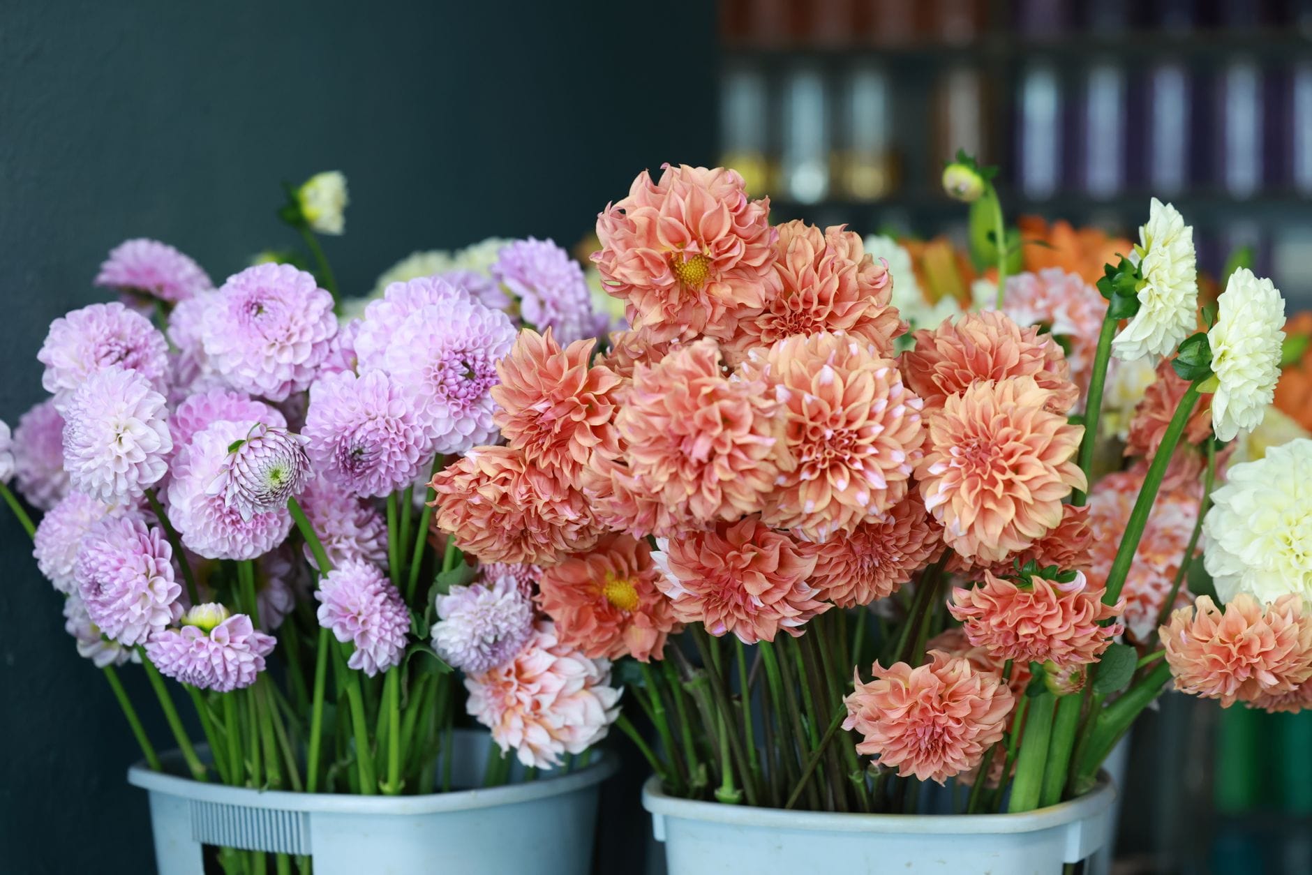 Buckets of freshly cut dahlias for sale