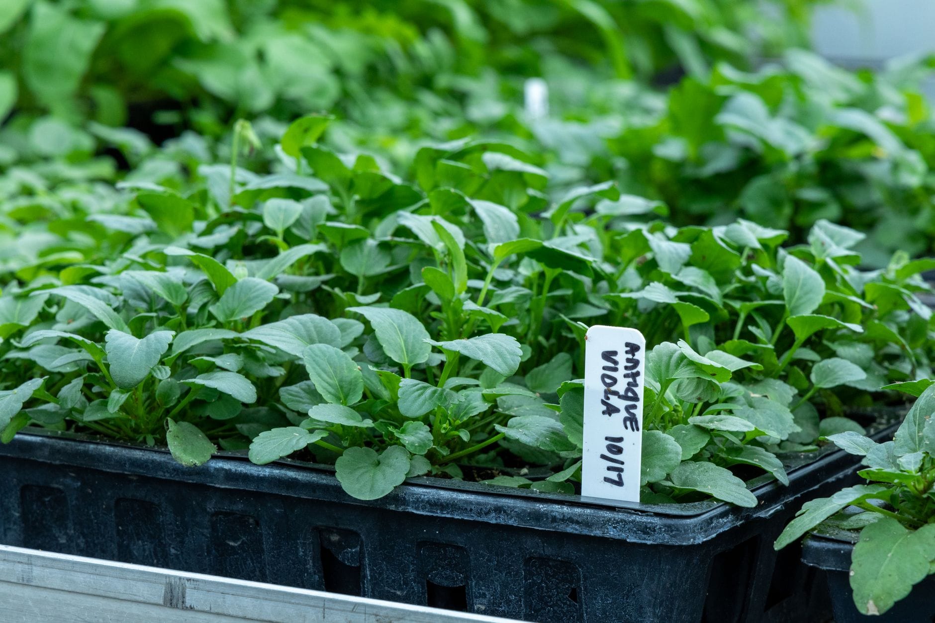 Labelled trays of seedlings at a nursery