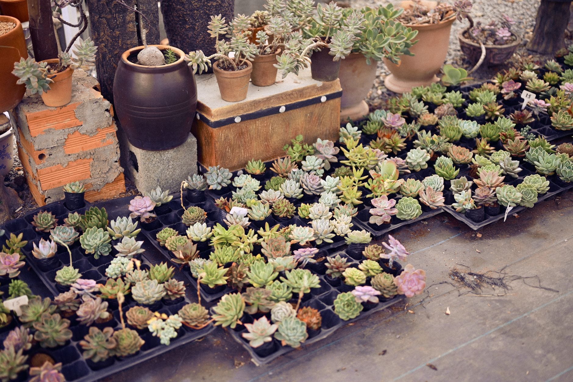 Potted plants for sale at a nursery