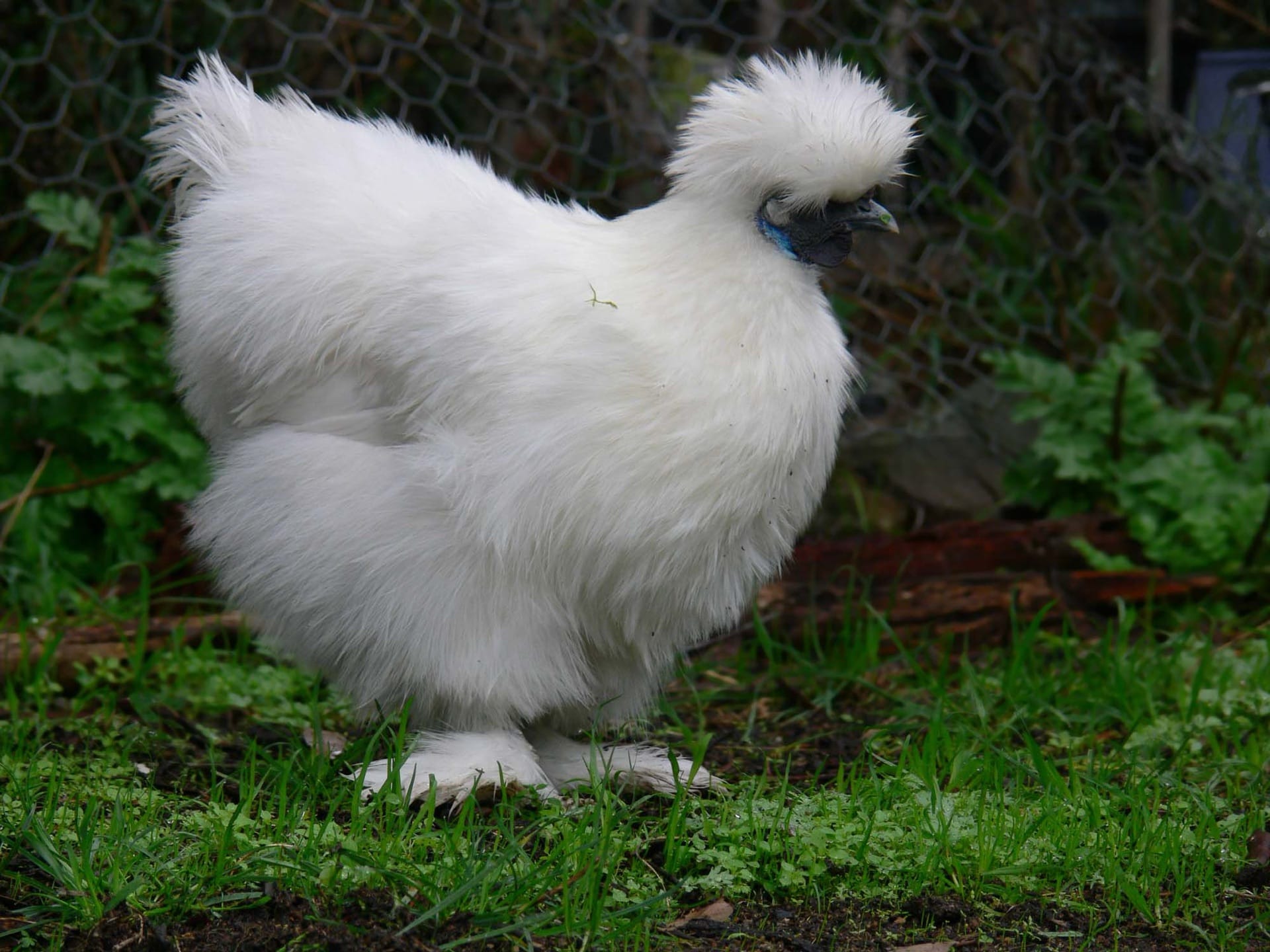 A white Silkie chicken showing its fluffy, hair-like plumage on grass