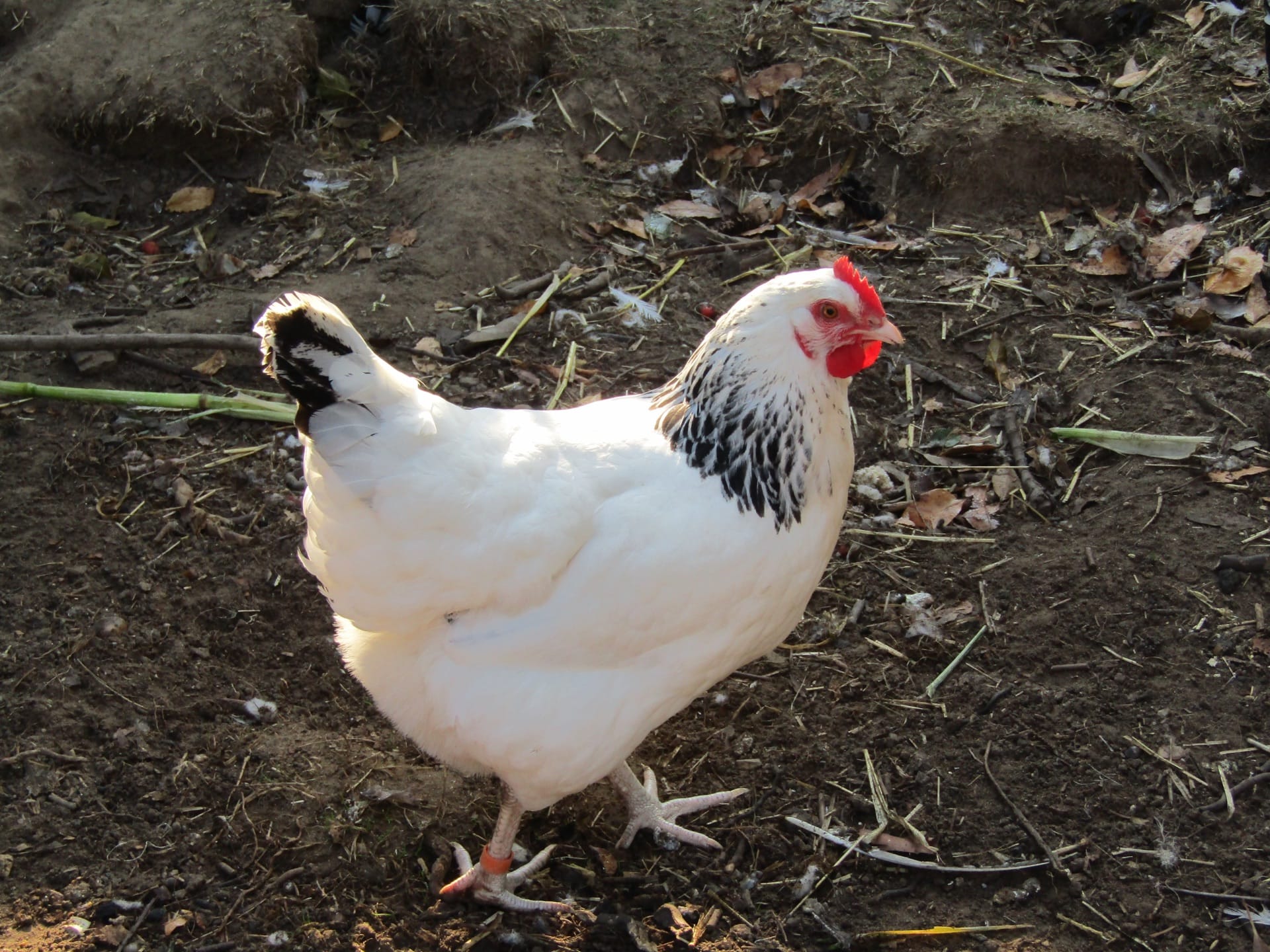 A Light Sussex hen with a white body and black neck markings in Norfolk