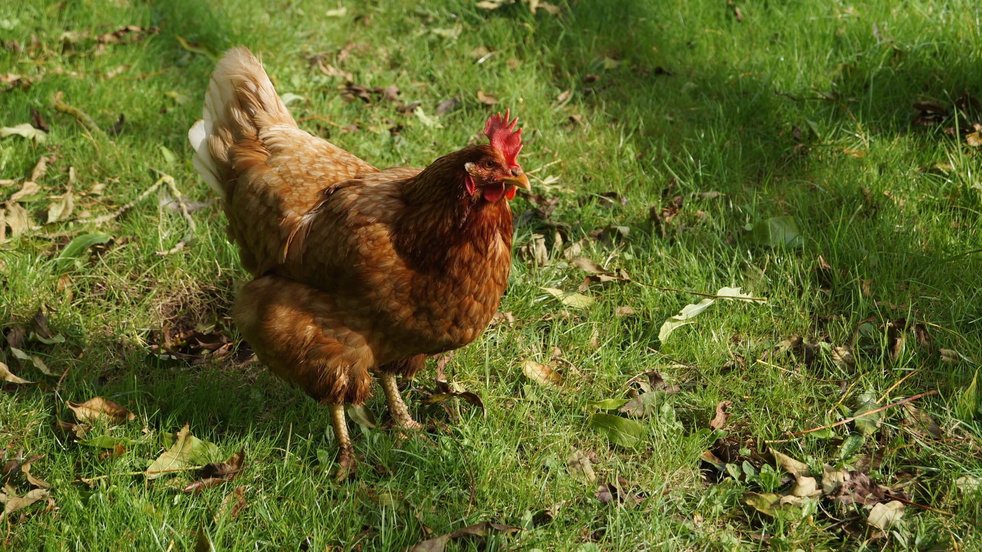 A brown hen on green grass in a garden