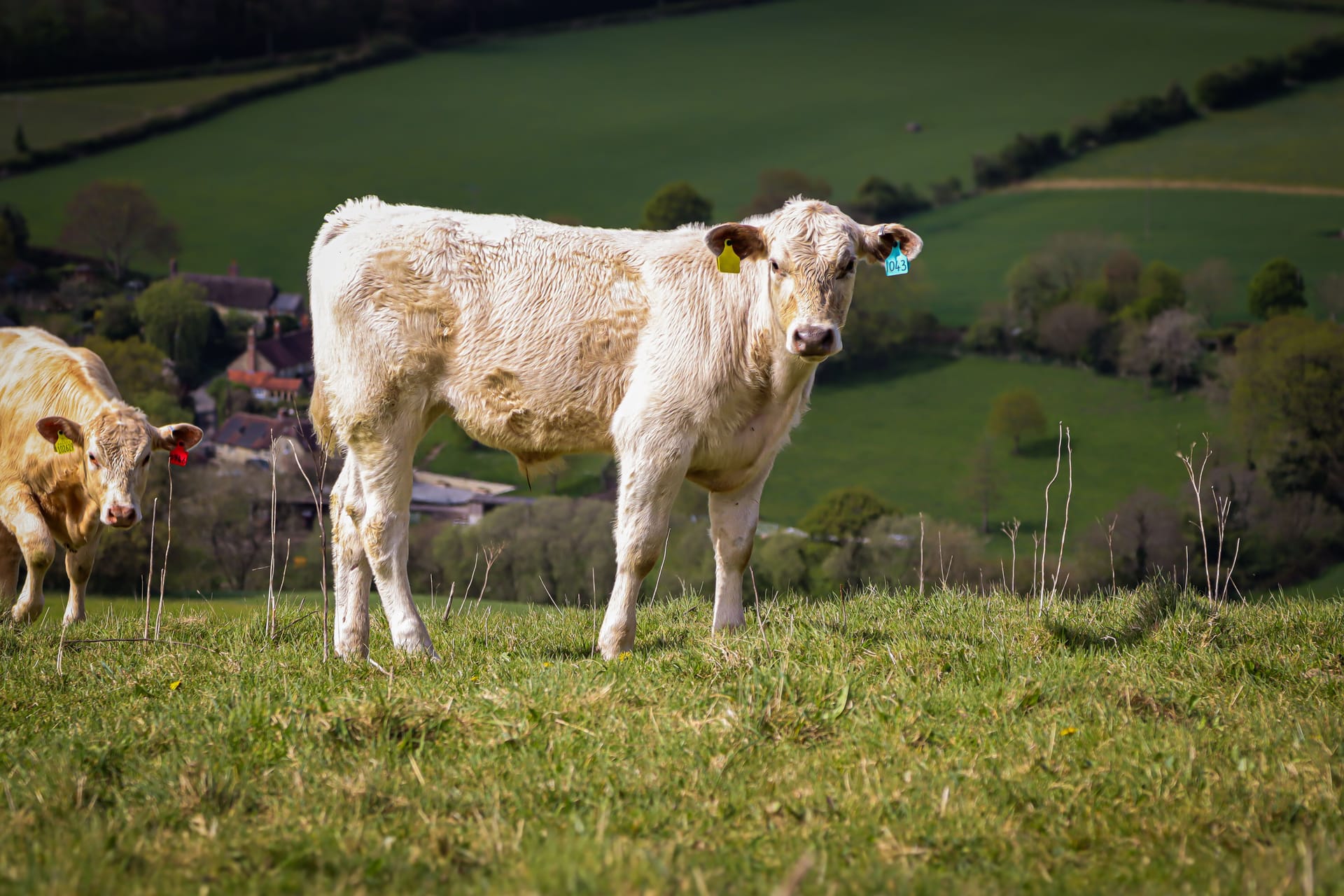 Cows grazing a green field in the English countryside