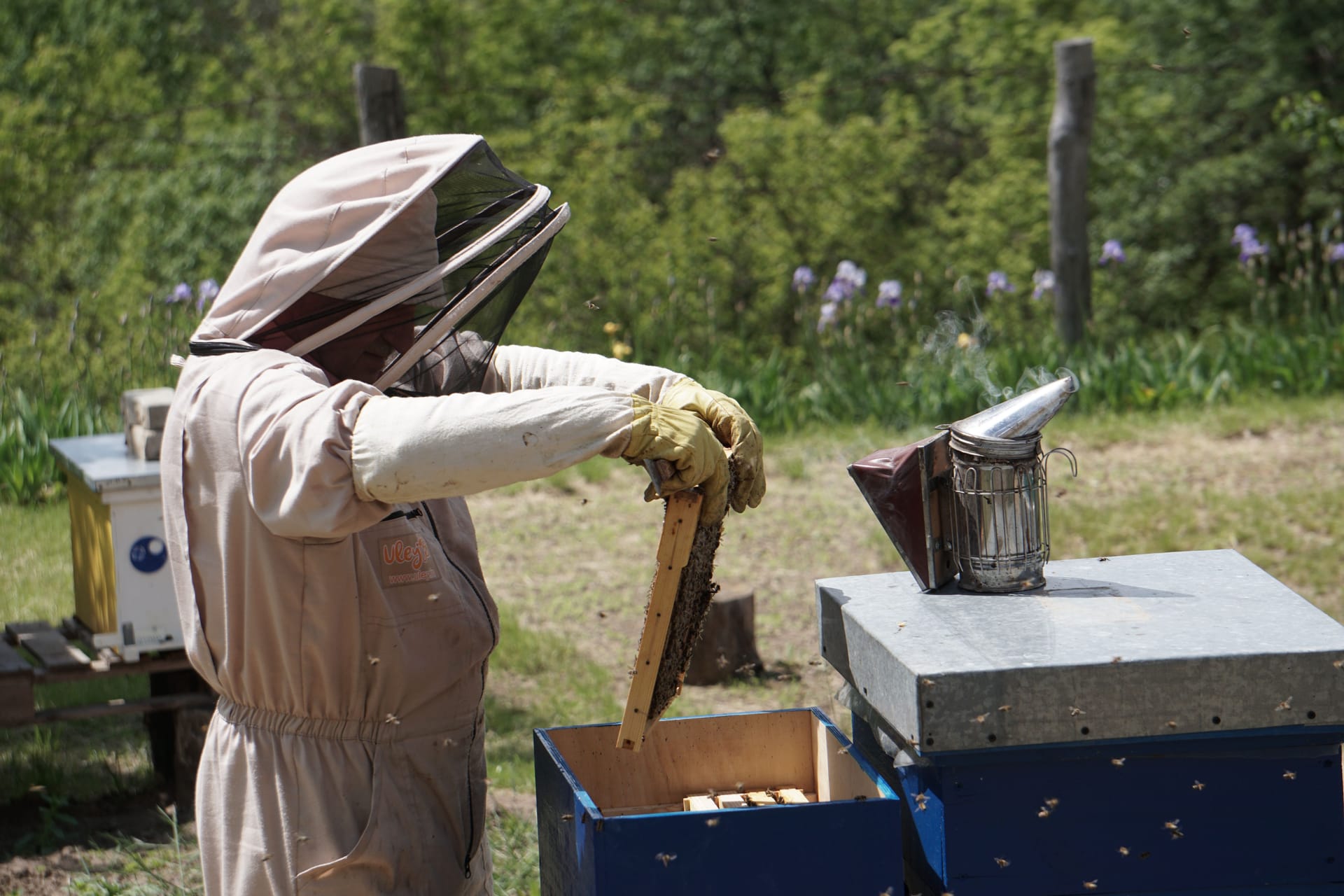 A beekeeper in a protective suit inspecting a hive frame