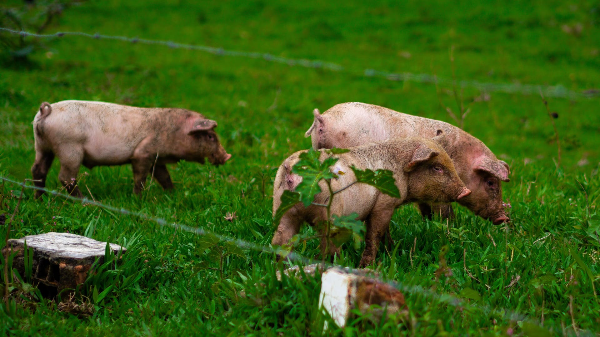Piglets grazing on a green rural field