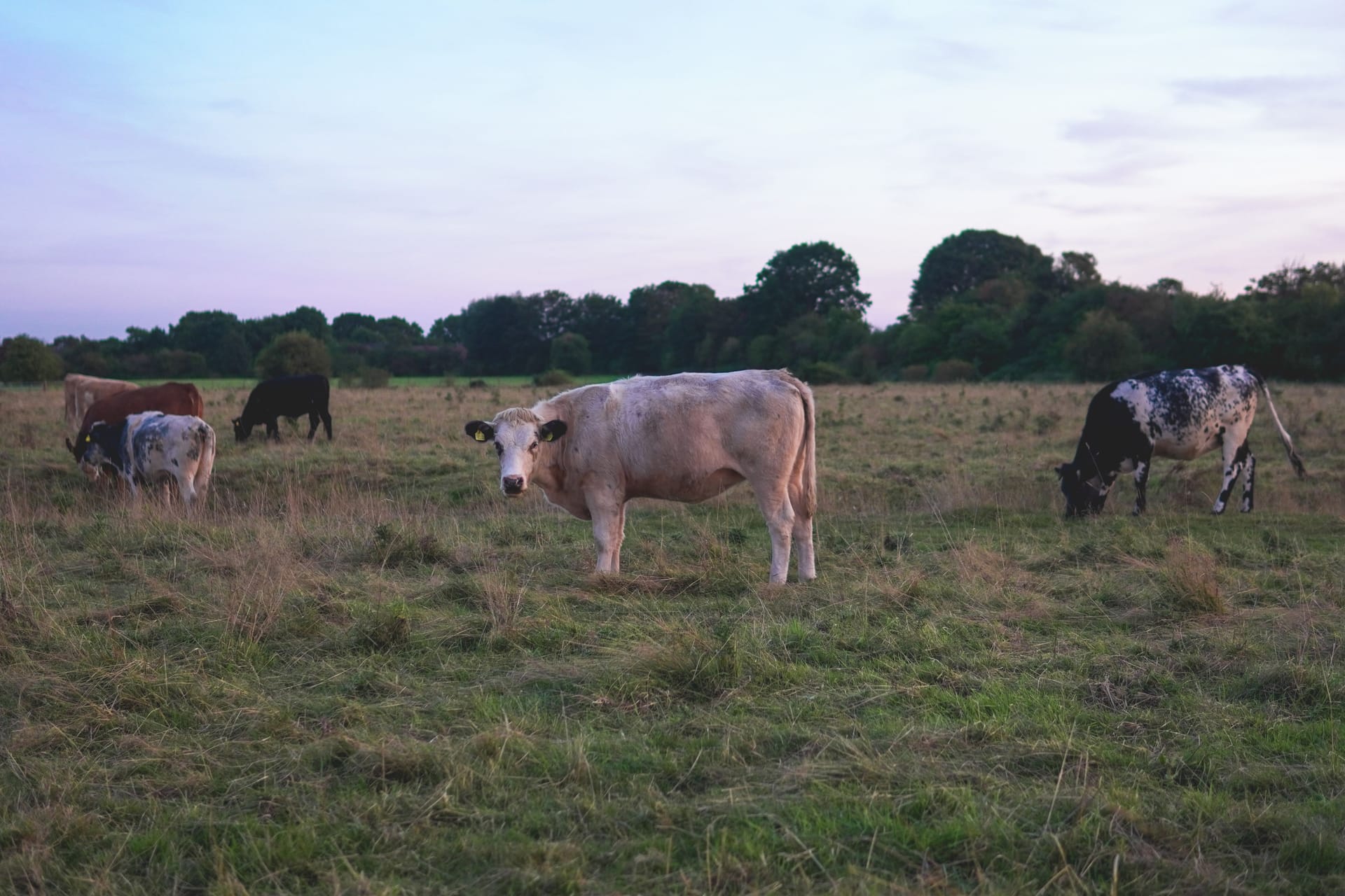 Cows grazing a field at sunset in England