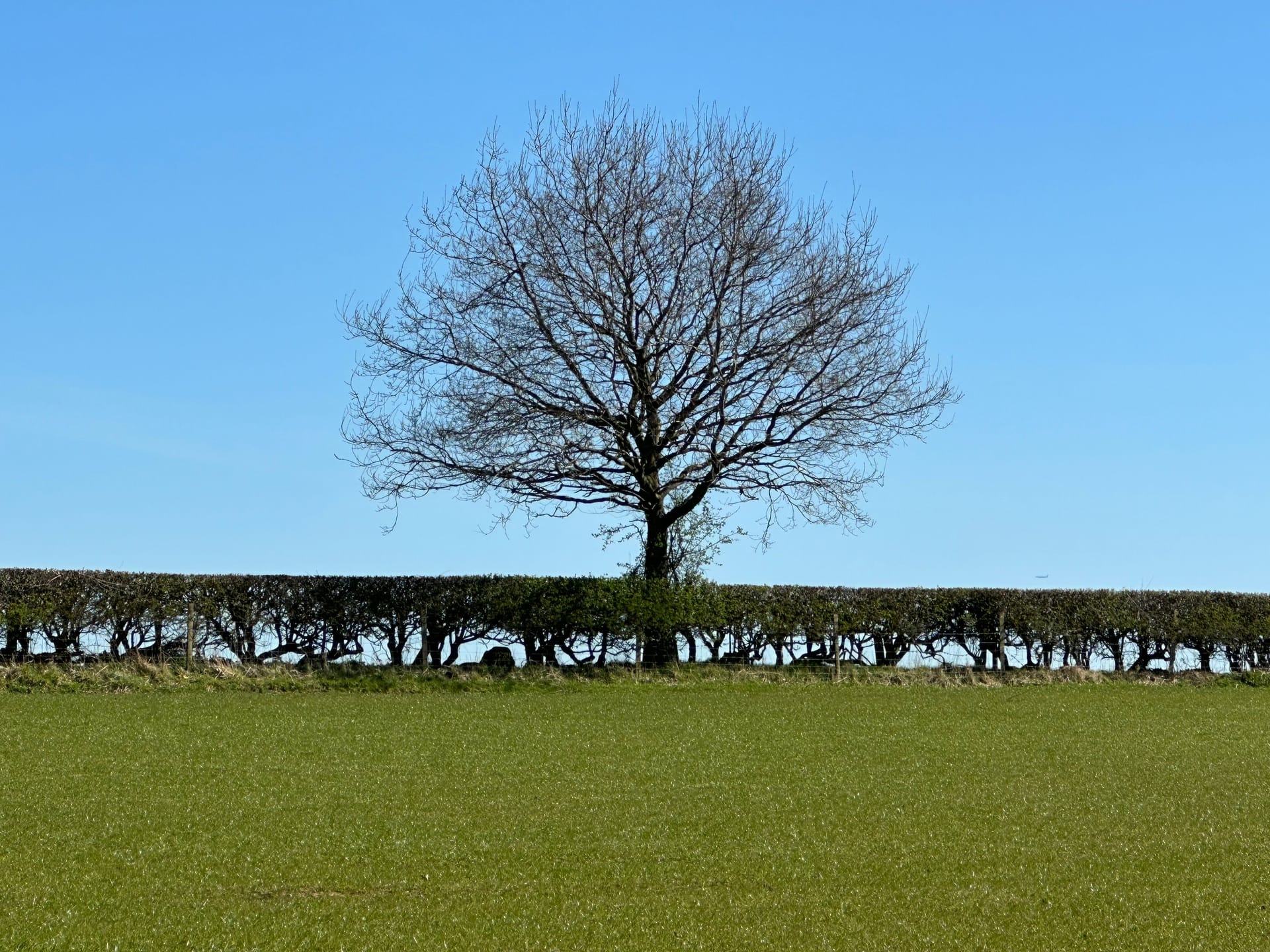 A lone mature tree in a green meadow