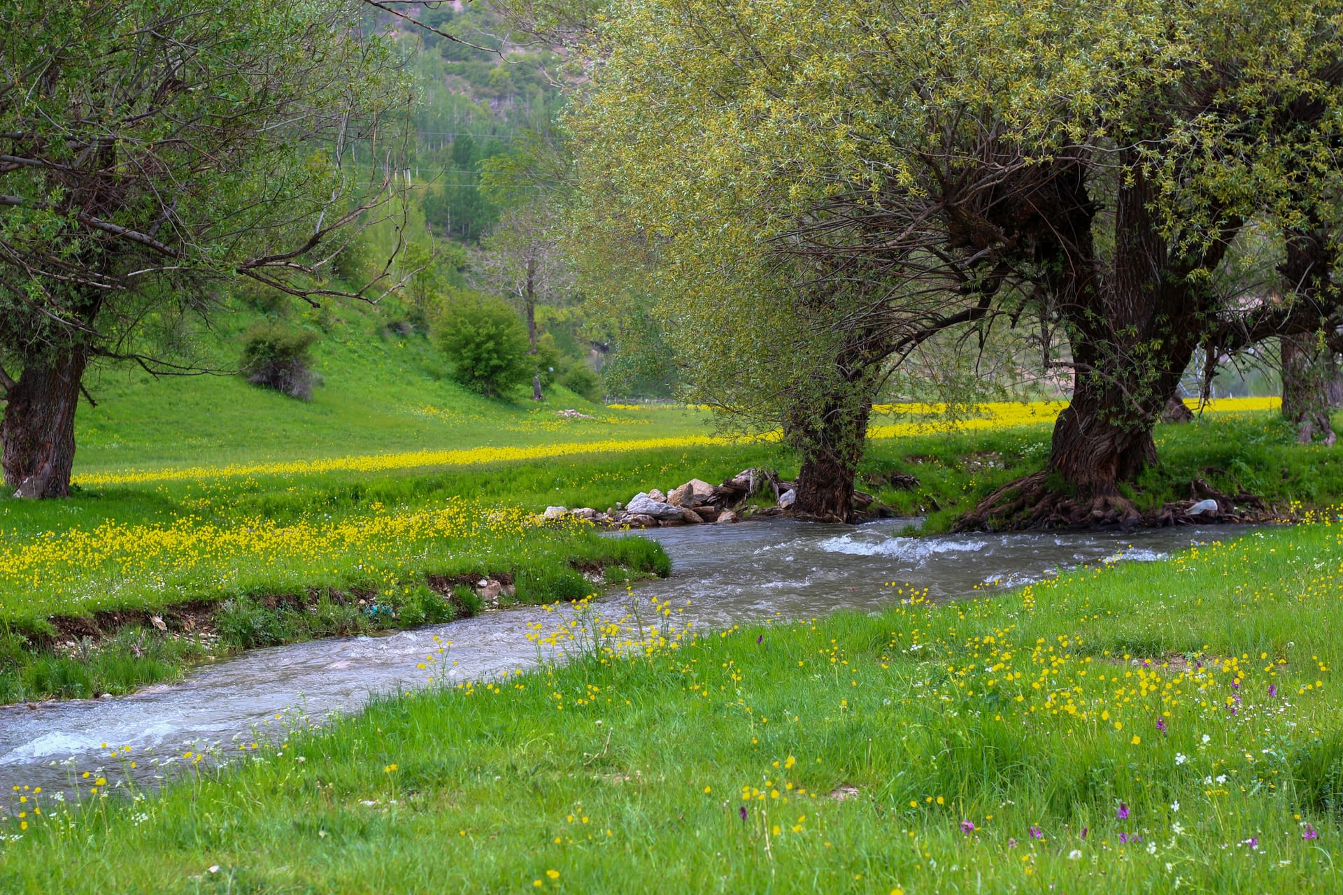 A stream flowing through a wildflower meadow