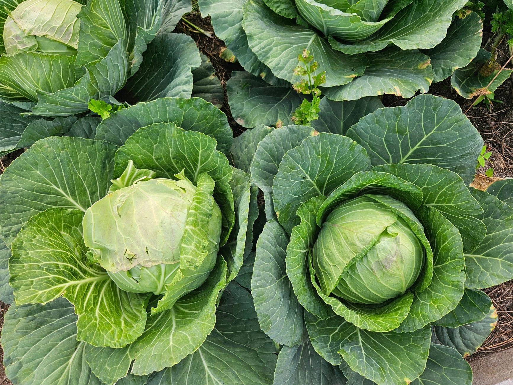 Healthy green cabbages growing in a garden bed