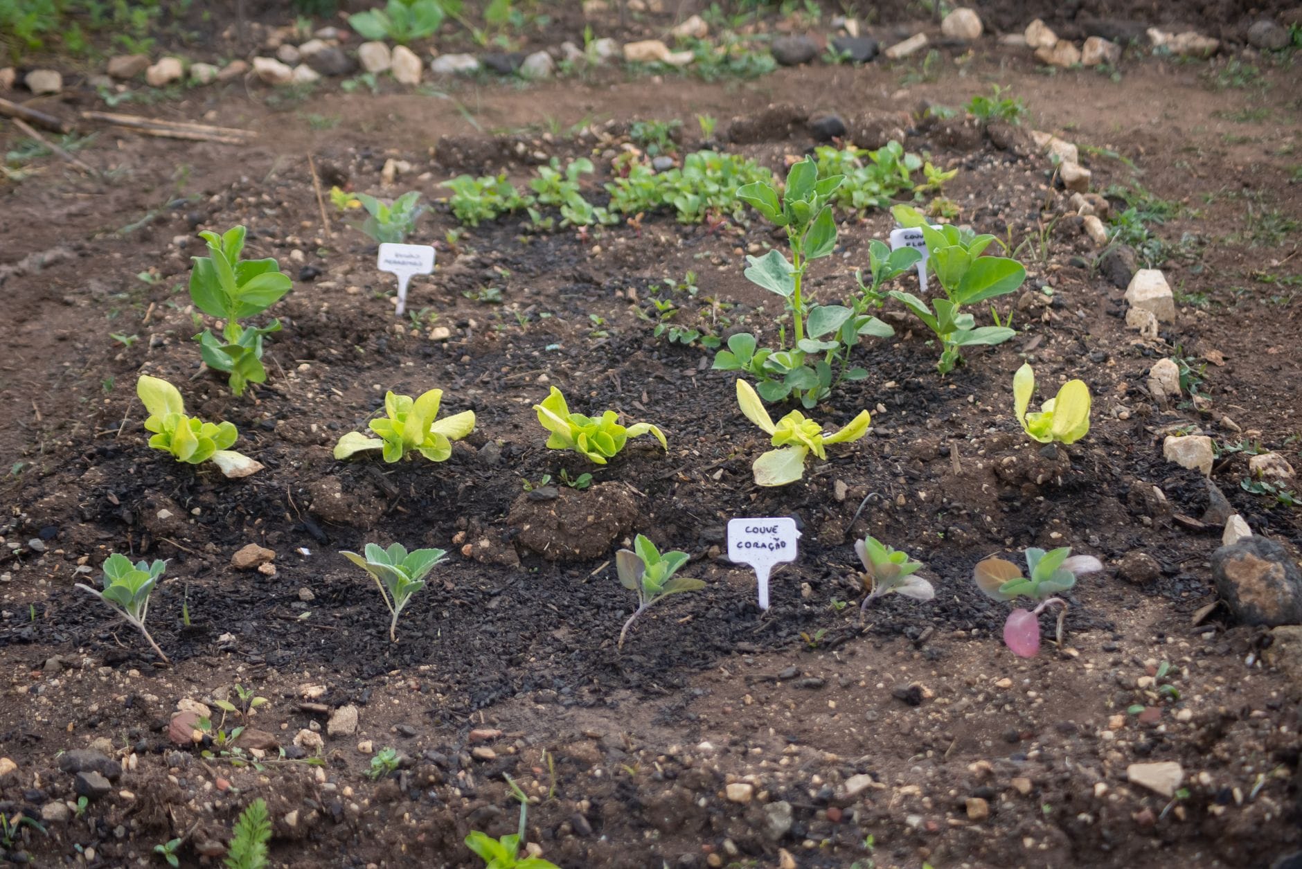A vegetable bed with young crops planted in labelled sections