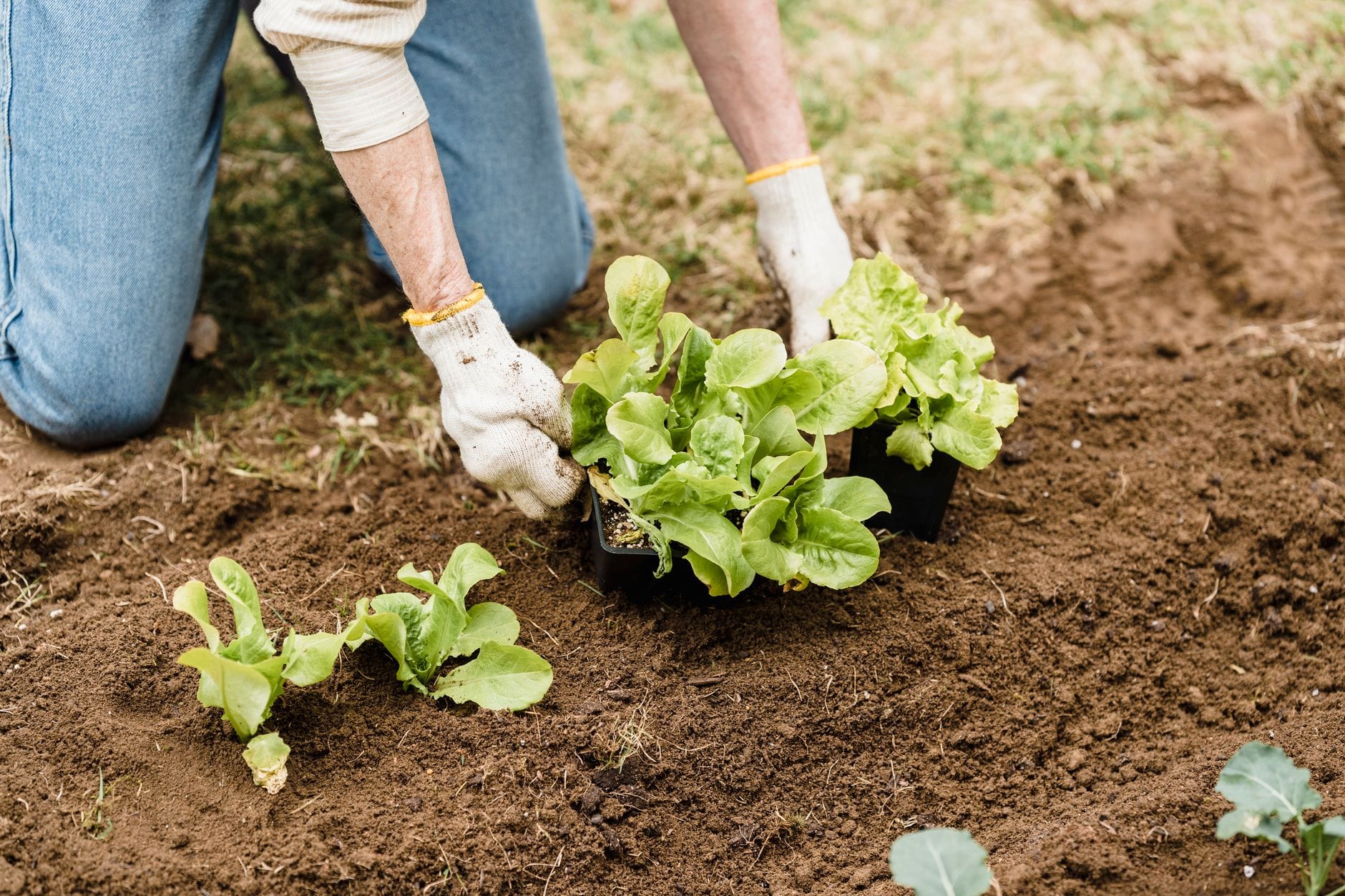 Planting out young lettuce seedlings by hand