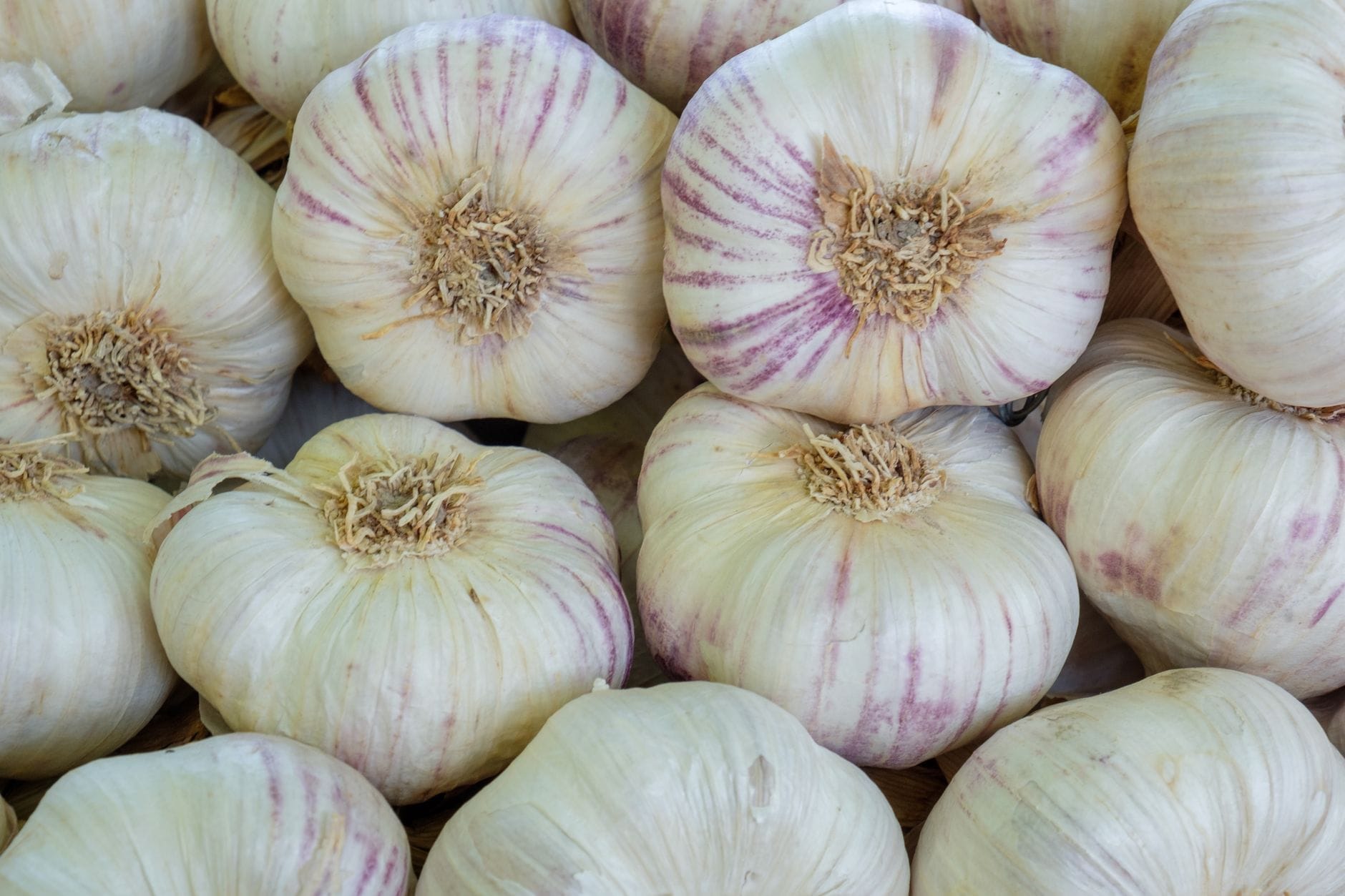 Freshly harvested garlic bulbs
