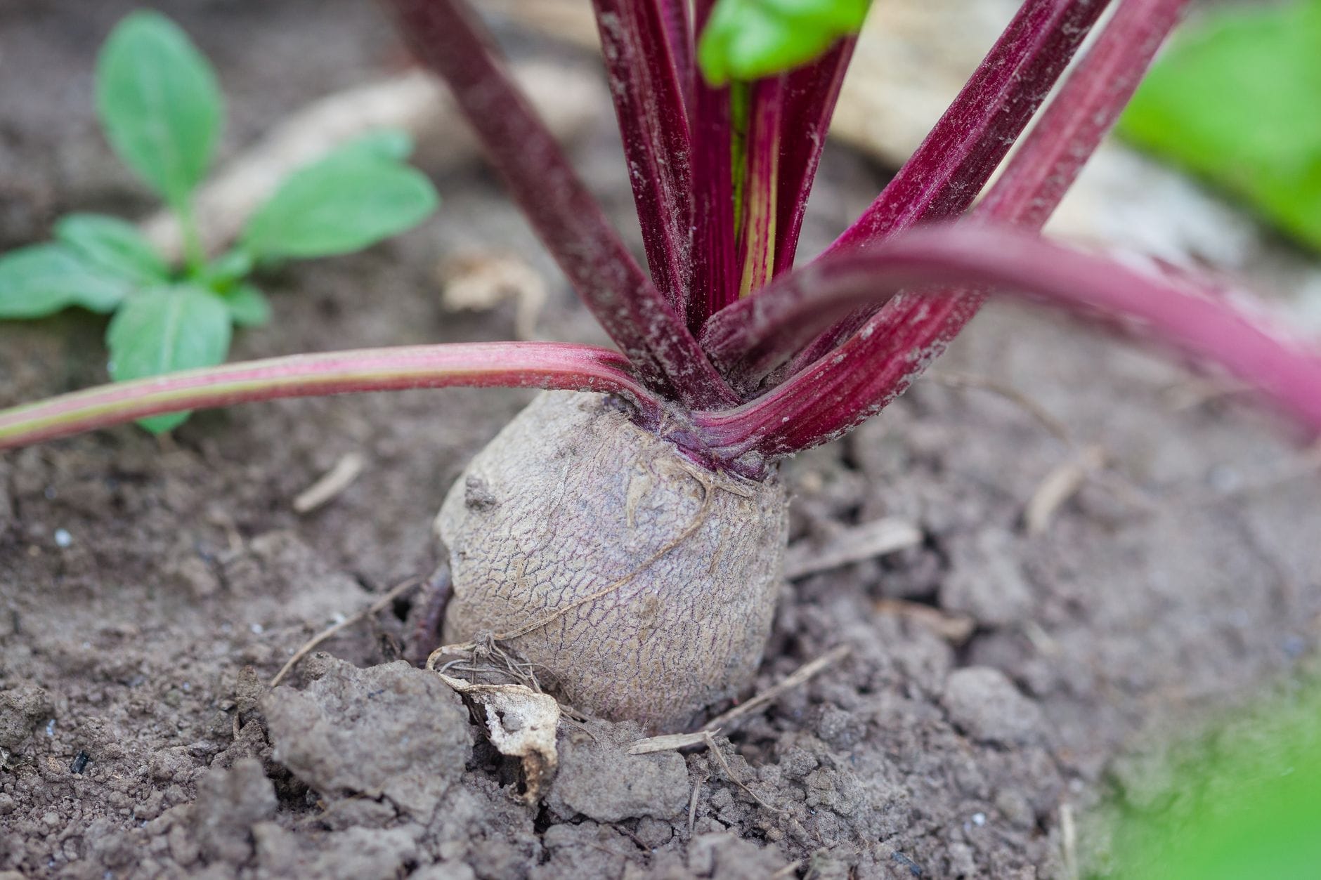 A beetroot growing in the soil with deep red stems