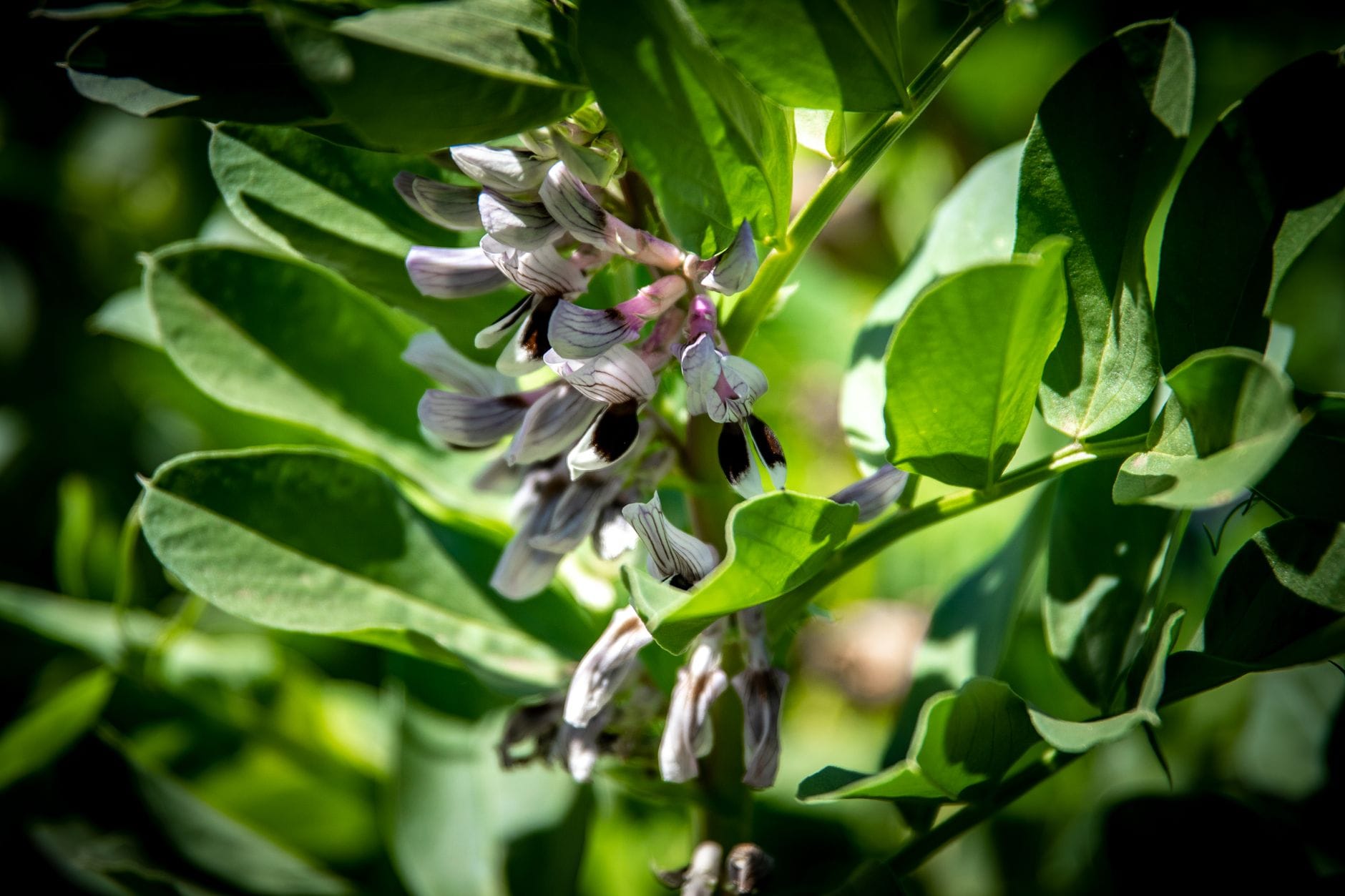 A broad bean plant in flower with young pods forming