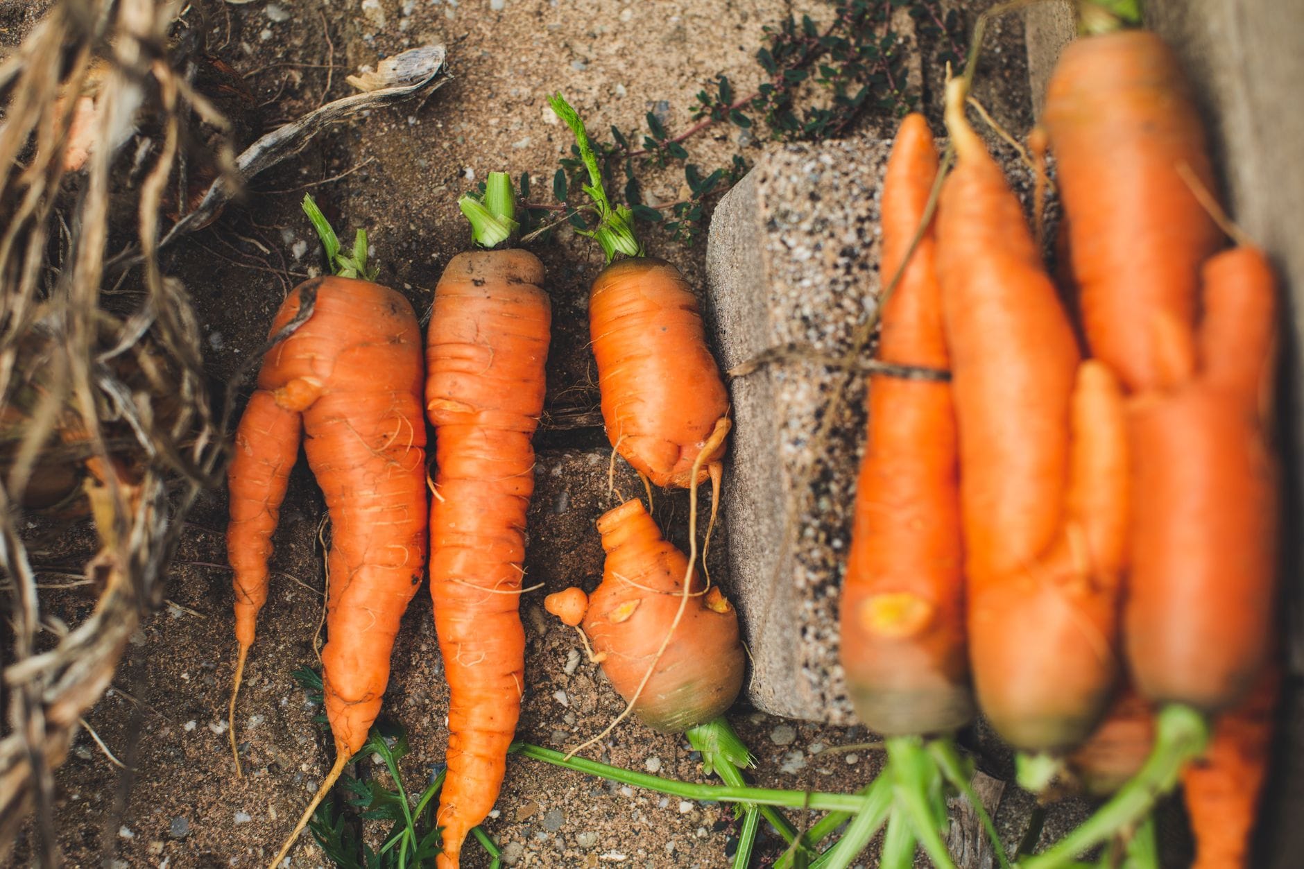 Freshly pulled carrots with their leafy tops