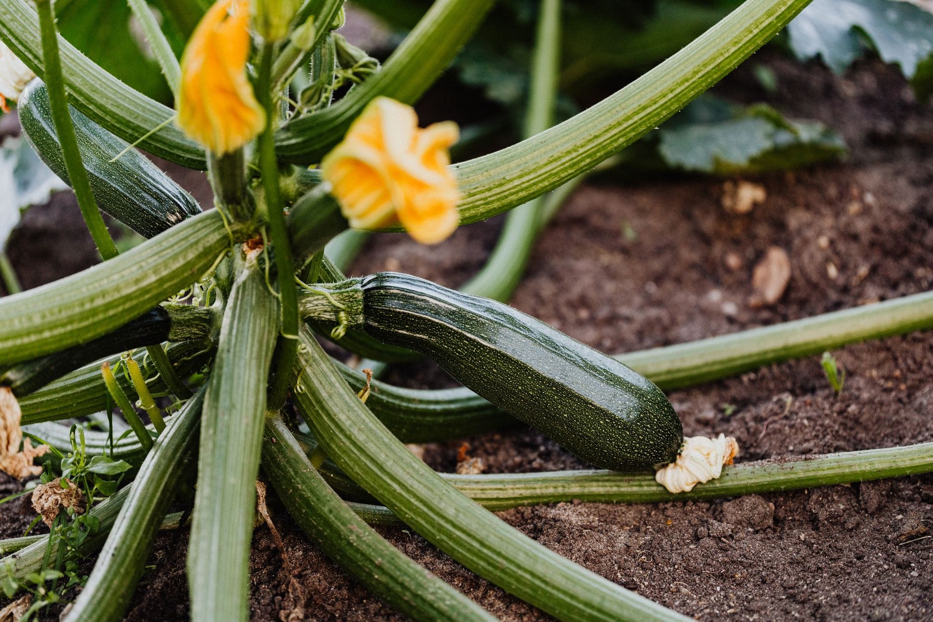 A courgette plant with a yellow flower and a developing fruit