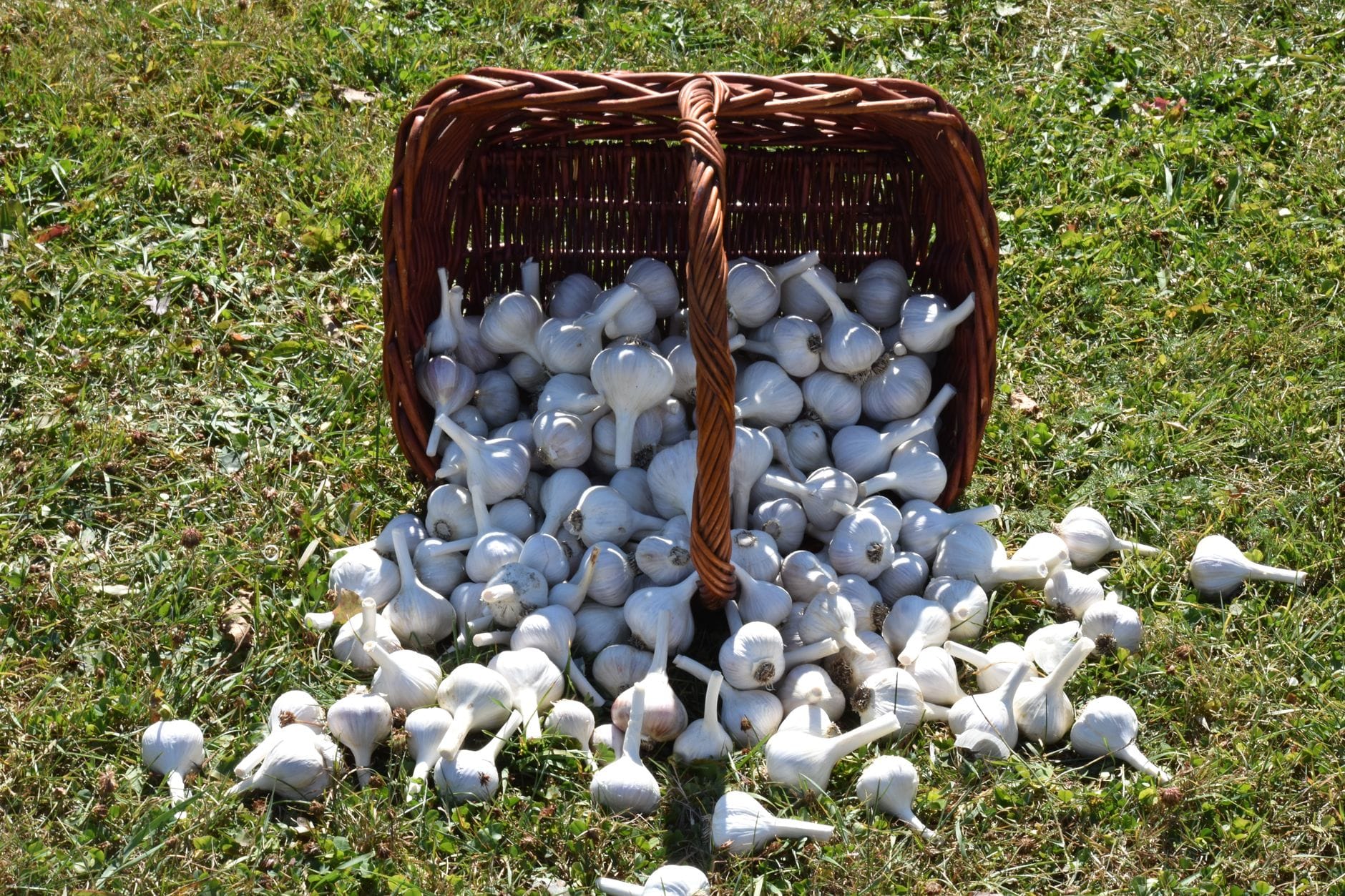 A harvest of garlic bulbs spilling from a basket onto grass