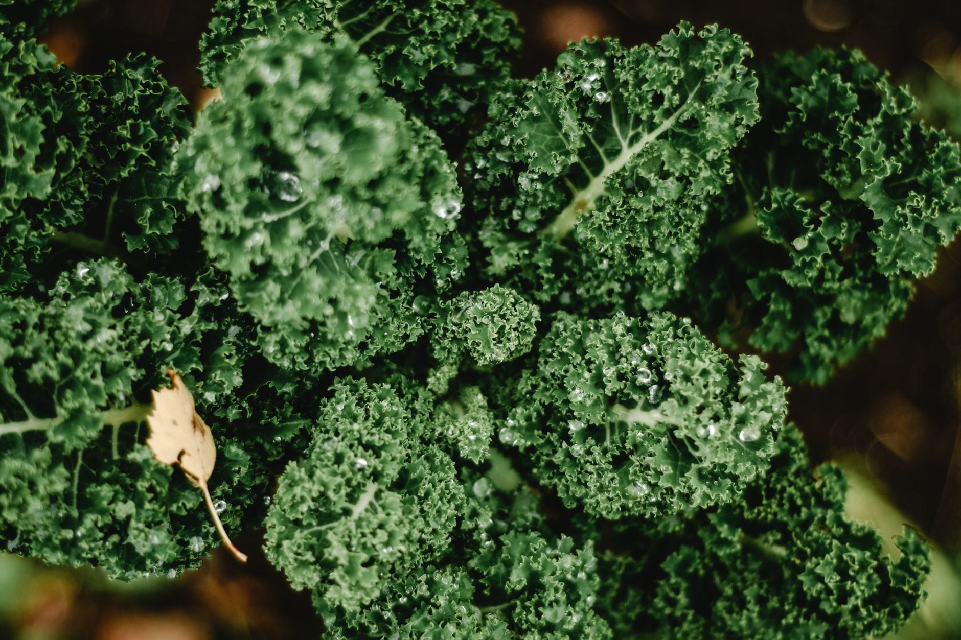 Lush curly kale growing in the garden
