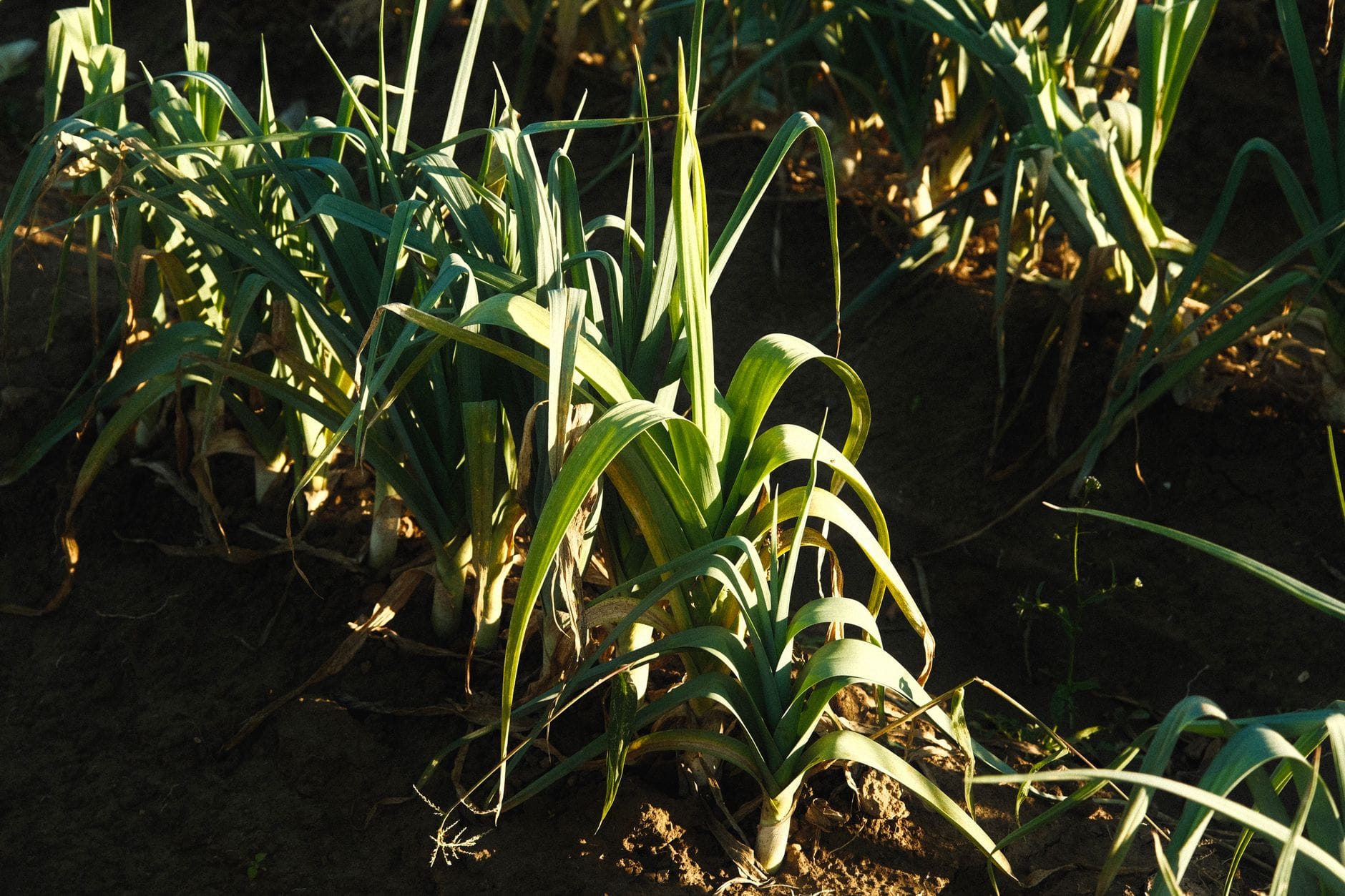 Leeks growing in a row in garden soil