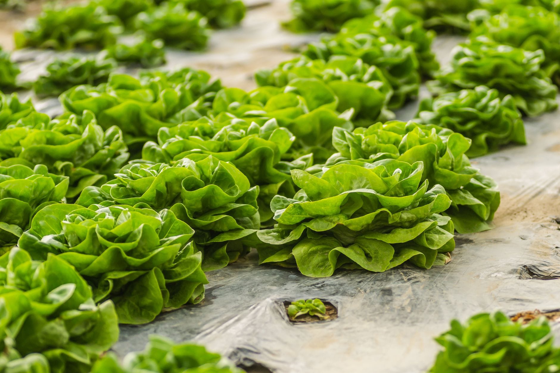 Rows of lush green lettuce growing in a bed