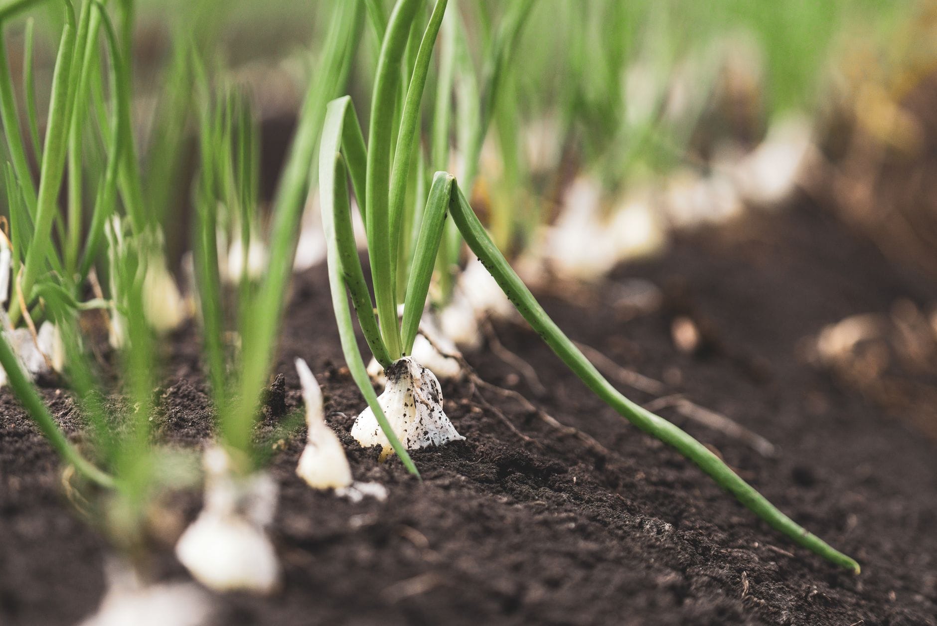 Onions growing in rows with green tops above the soil