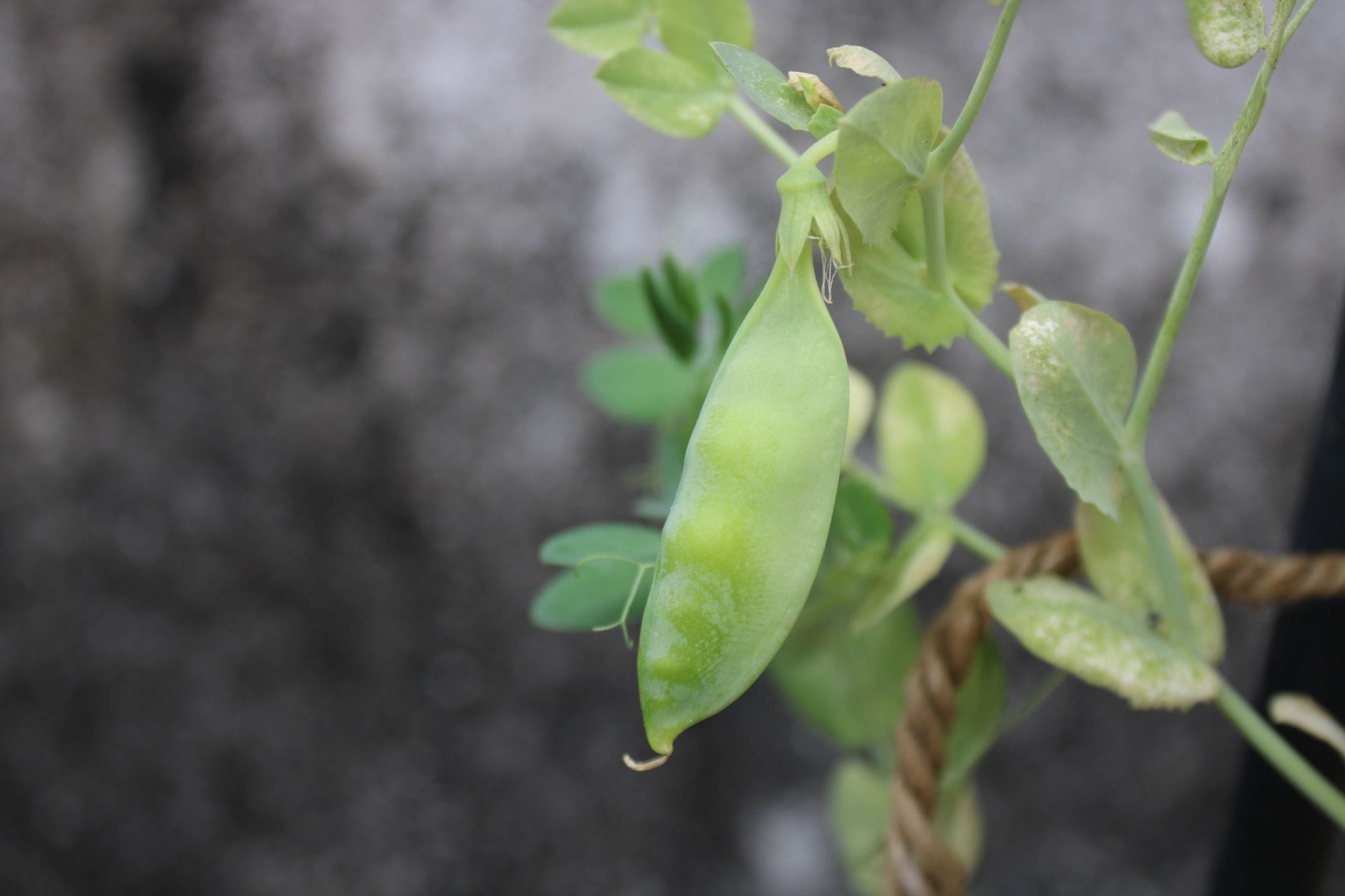 A pea plant with plump pods and curling tendrils