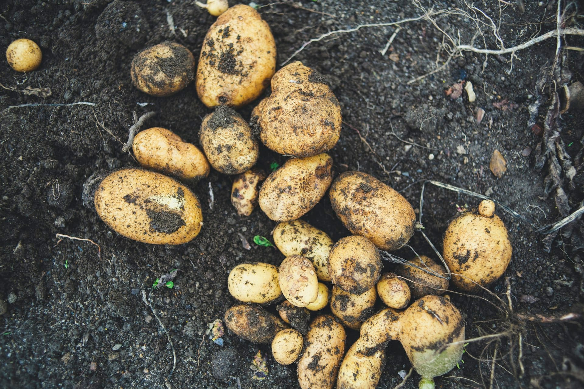 Freshly dug potatoes resting on dark garden soil