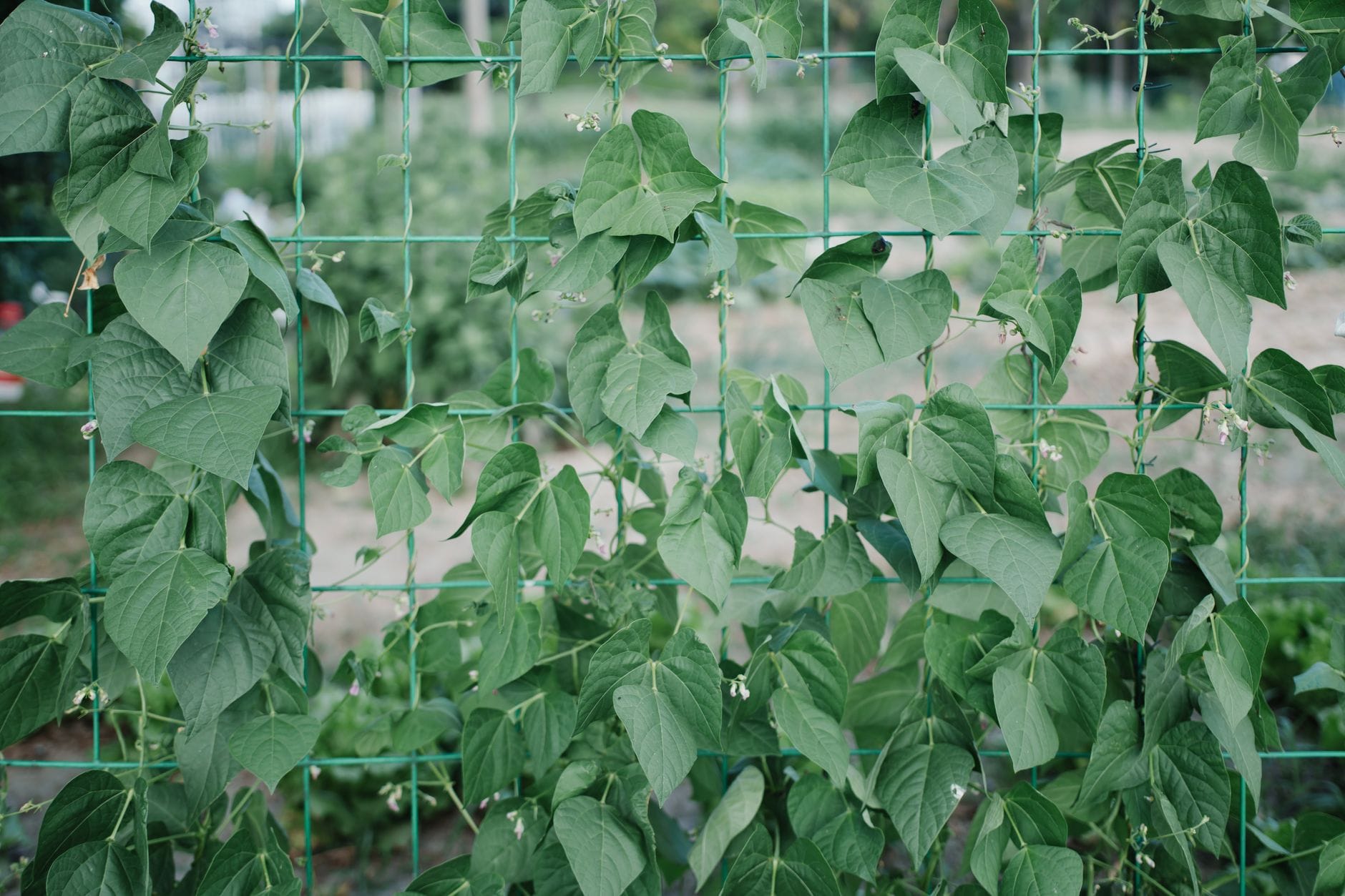 Runner beans climbing up a garden trellis