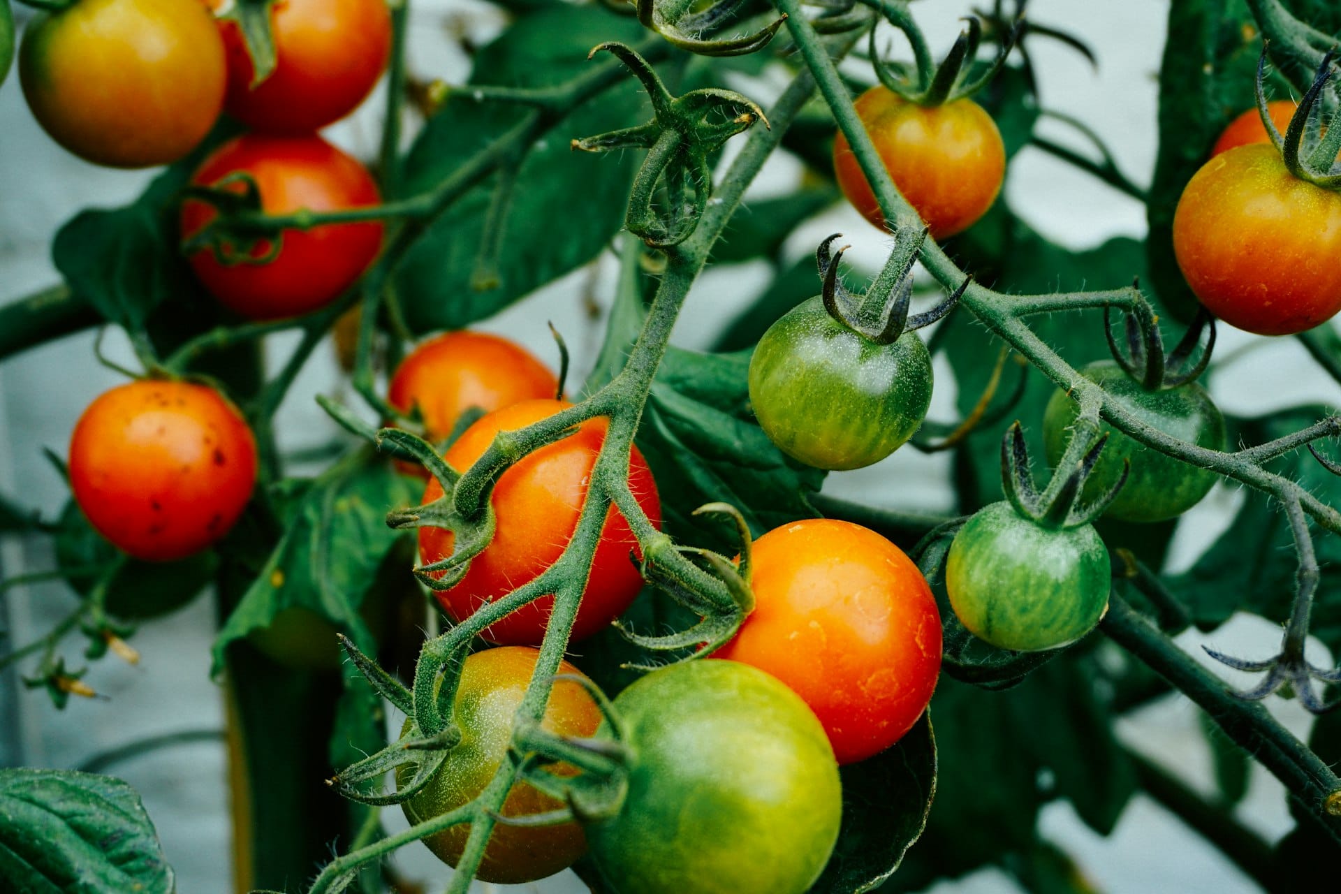 Ripe red tomatoes growing in a cluster on the vine