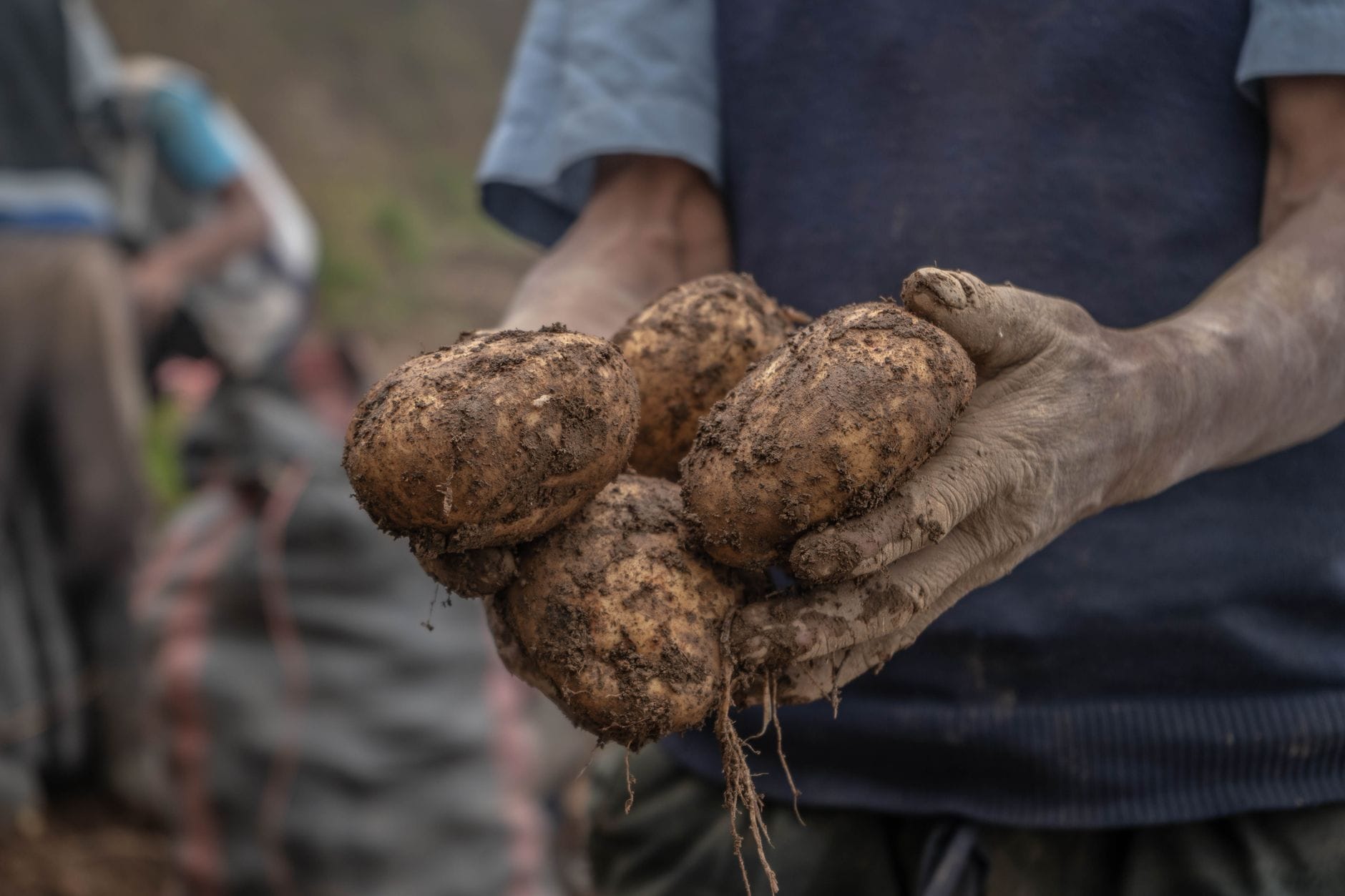 Freshly dug potatoes held in muddy hands