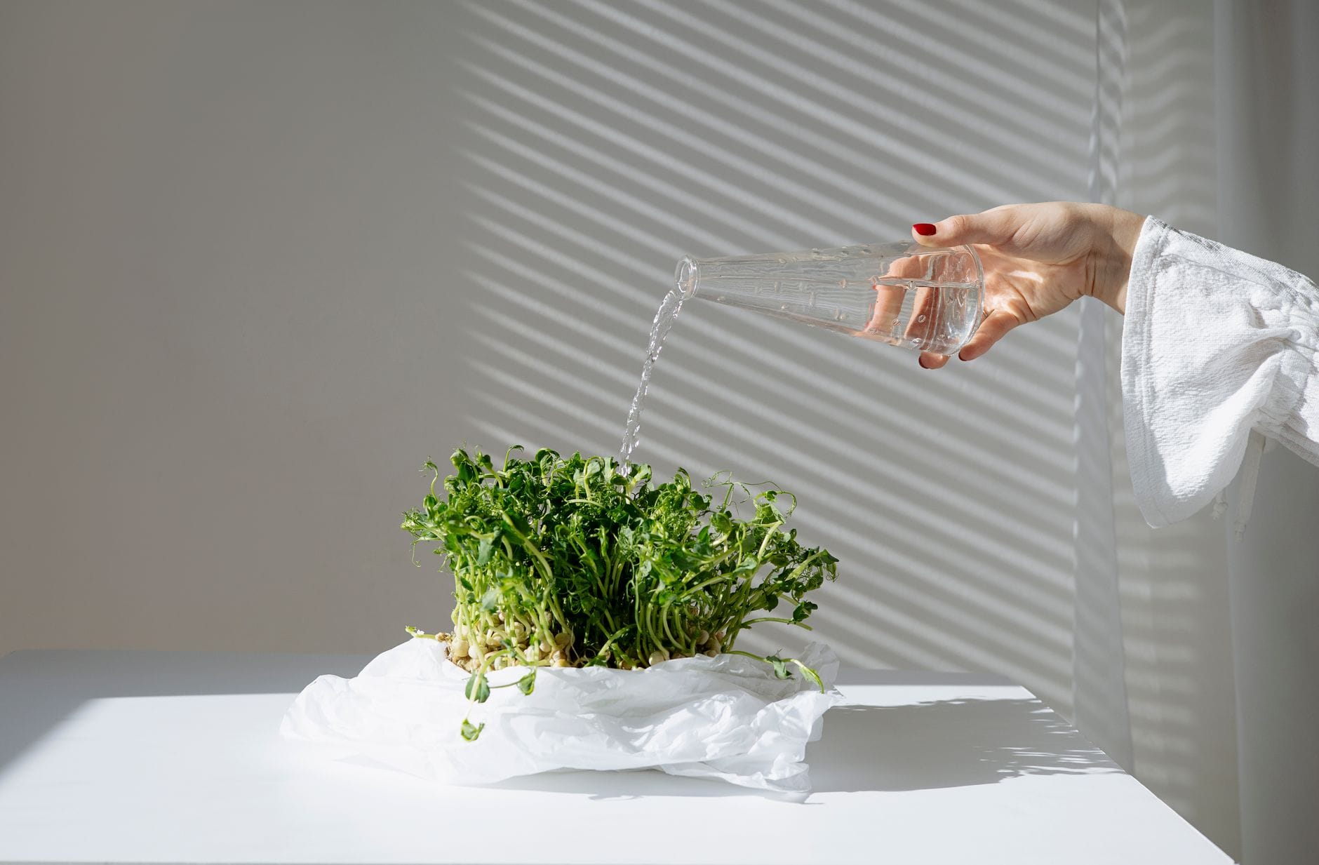 Microgreens growing in a tray on a windowsill