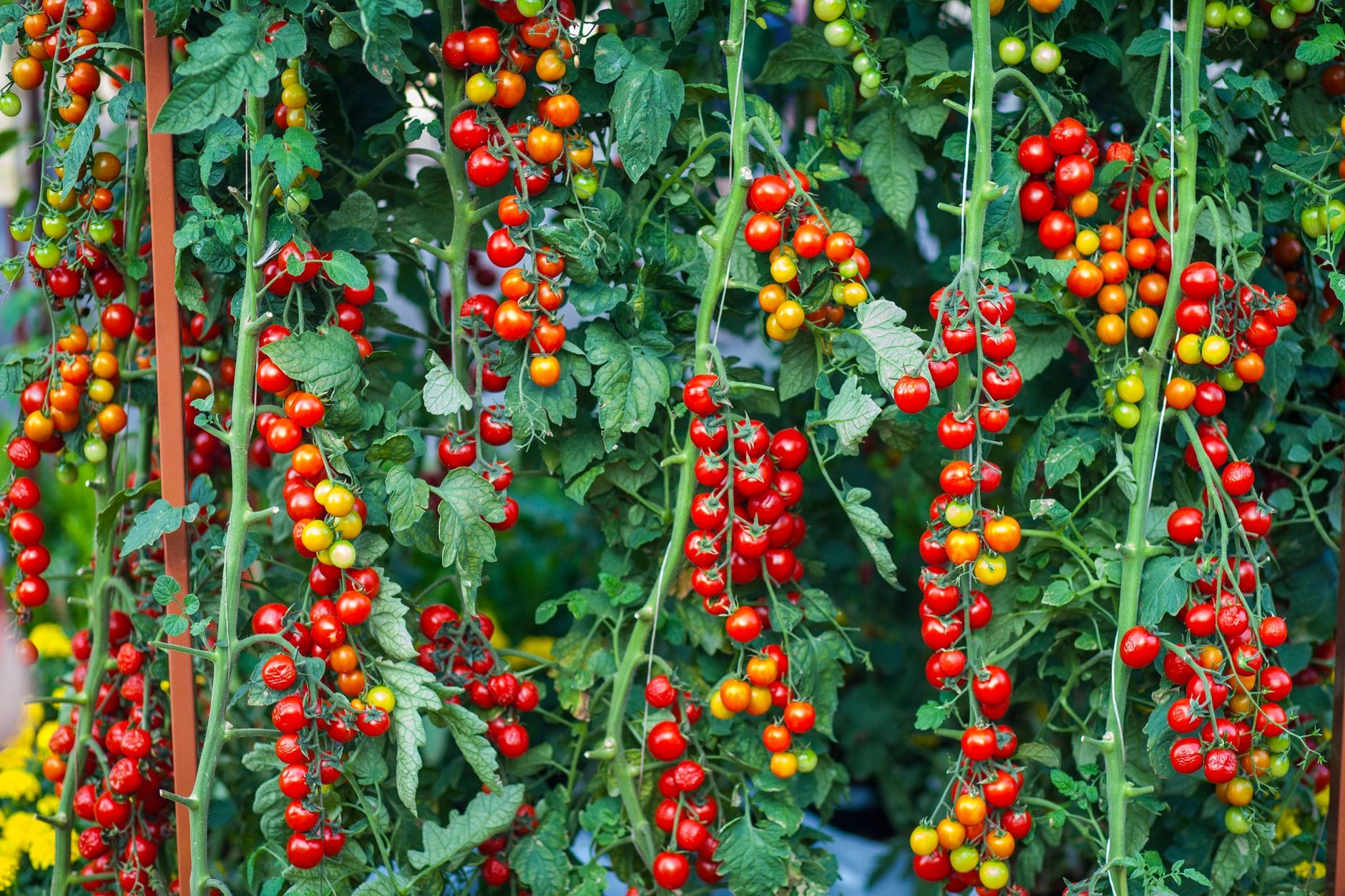 Trusses of ripe red and orange tomatoes ripening on the vine