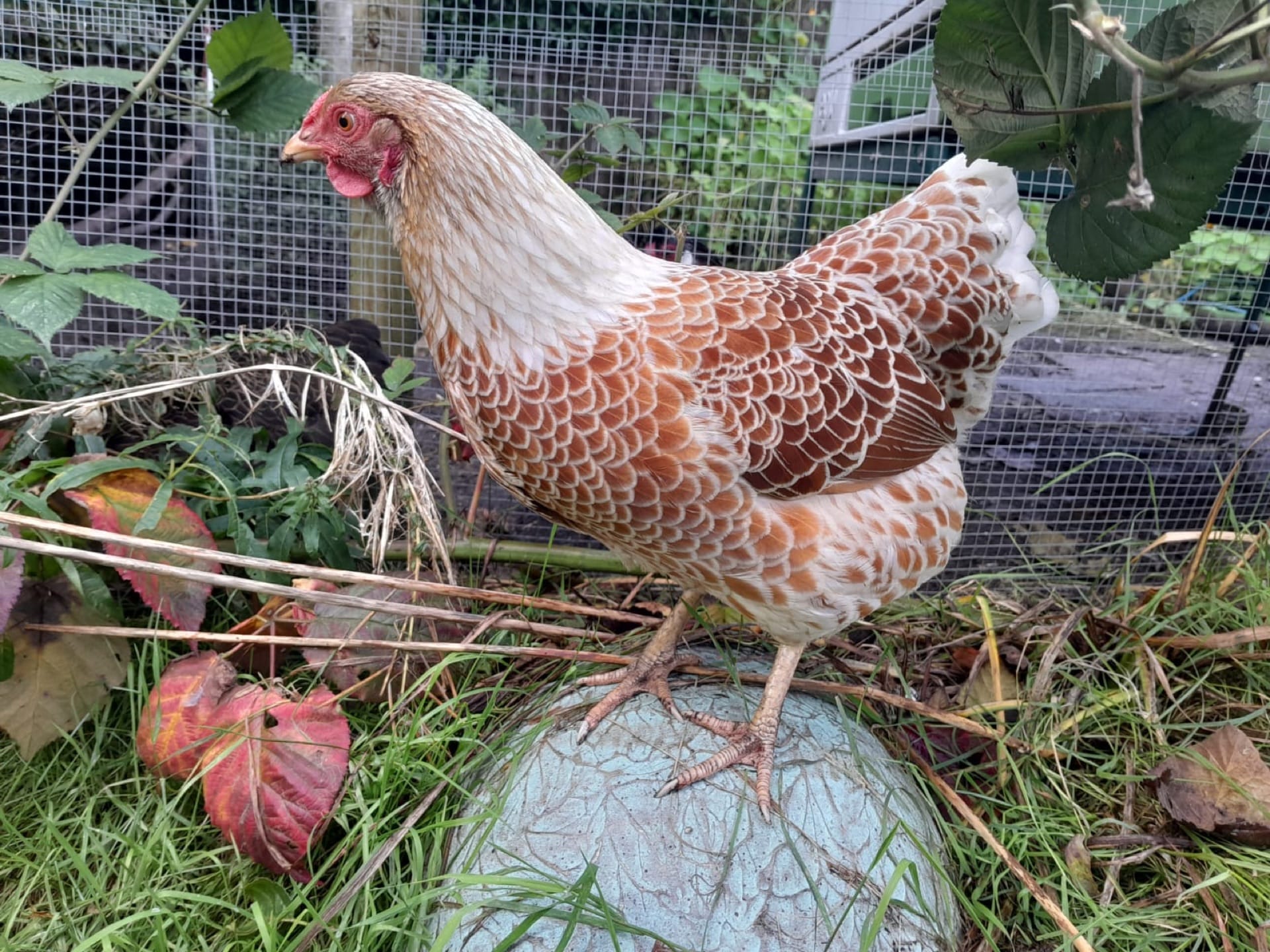 A laced Wyandotte hen with a rounded body and rose comb in a garden